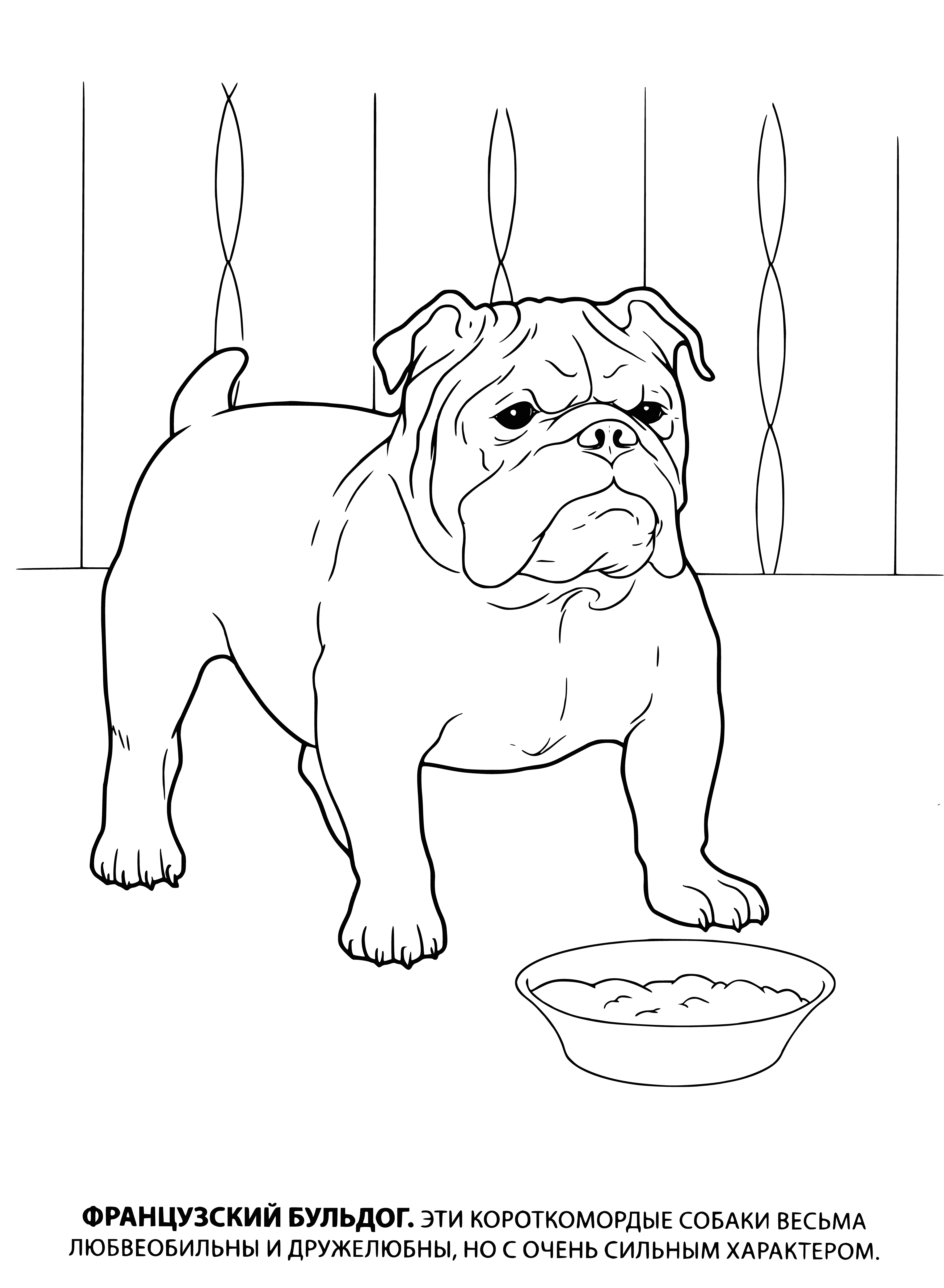 coloring page: Small, muscular French Bulldogs have short legs, wrinkle snouts, big round eyes & short, smooth coats. They're gentle & affectionate, making great companions.