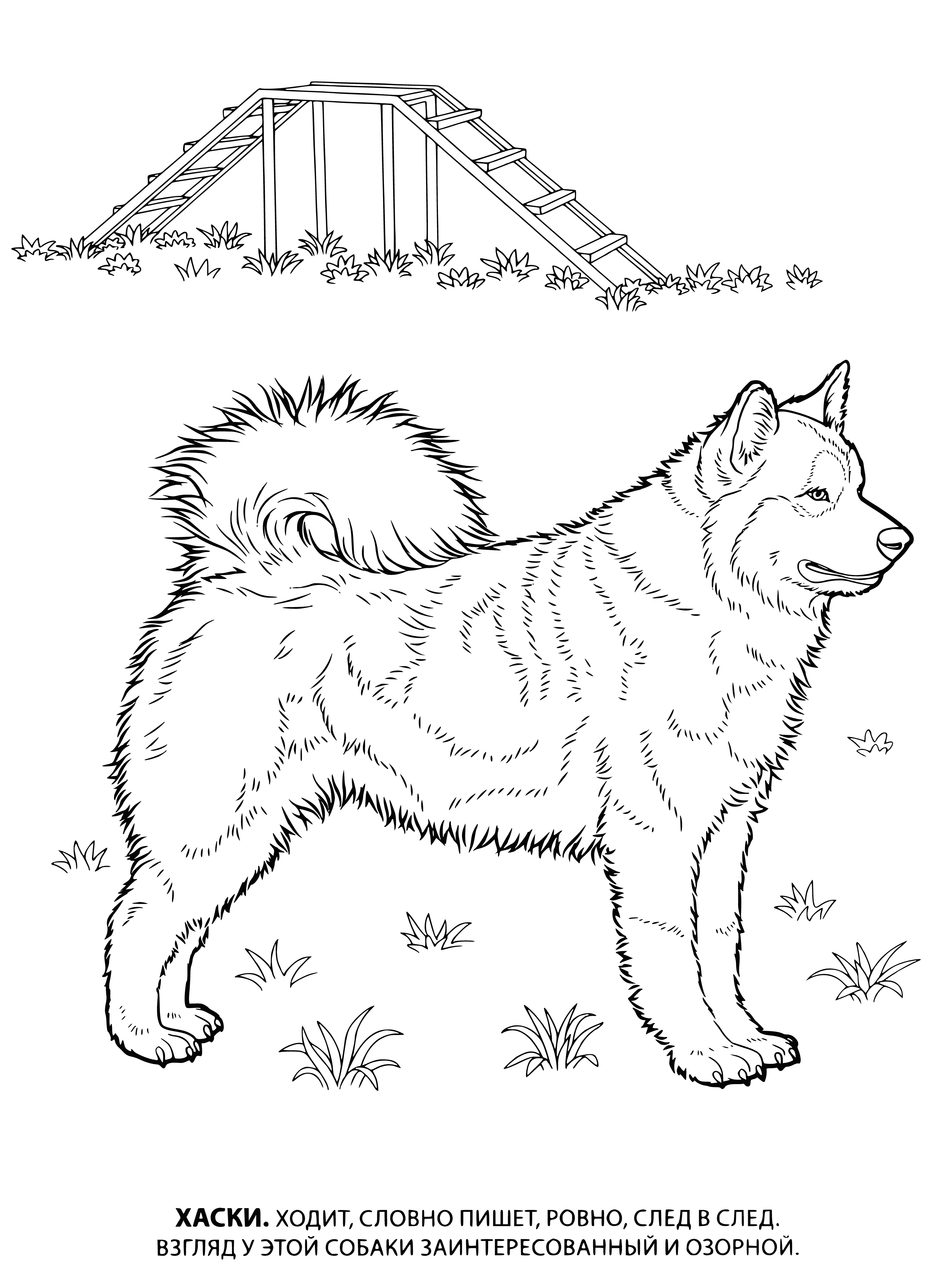 coloring page: Huskies are large working & pet dogs w/ thick coats of fur, usually white but also black, brown, or gray. Originating in Siberia, they are now popular in cold places like Alaska.