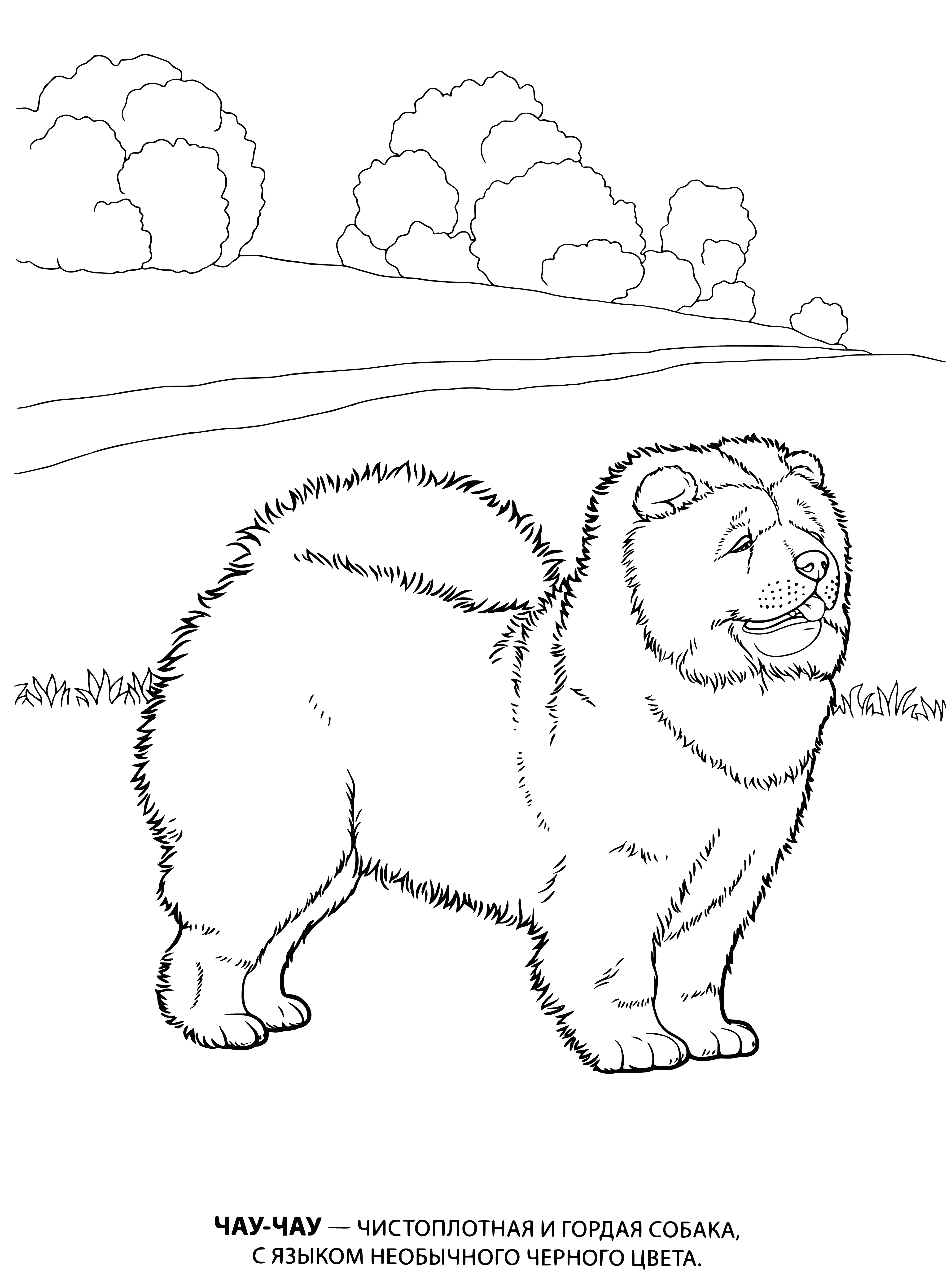 coloring page: A large, thick-coated breed of dog with a broad head & black tongue. The Chow Chow has a dense coat & comes in red, black, blue, cinnamon, or cream.