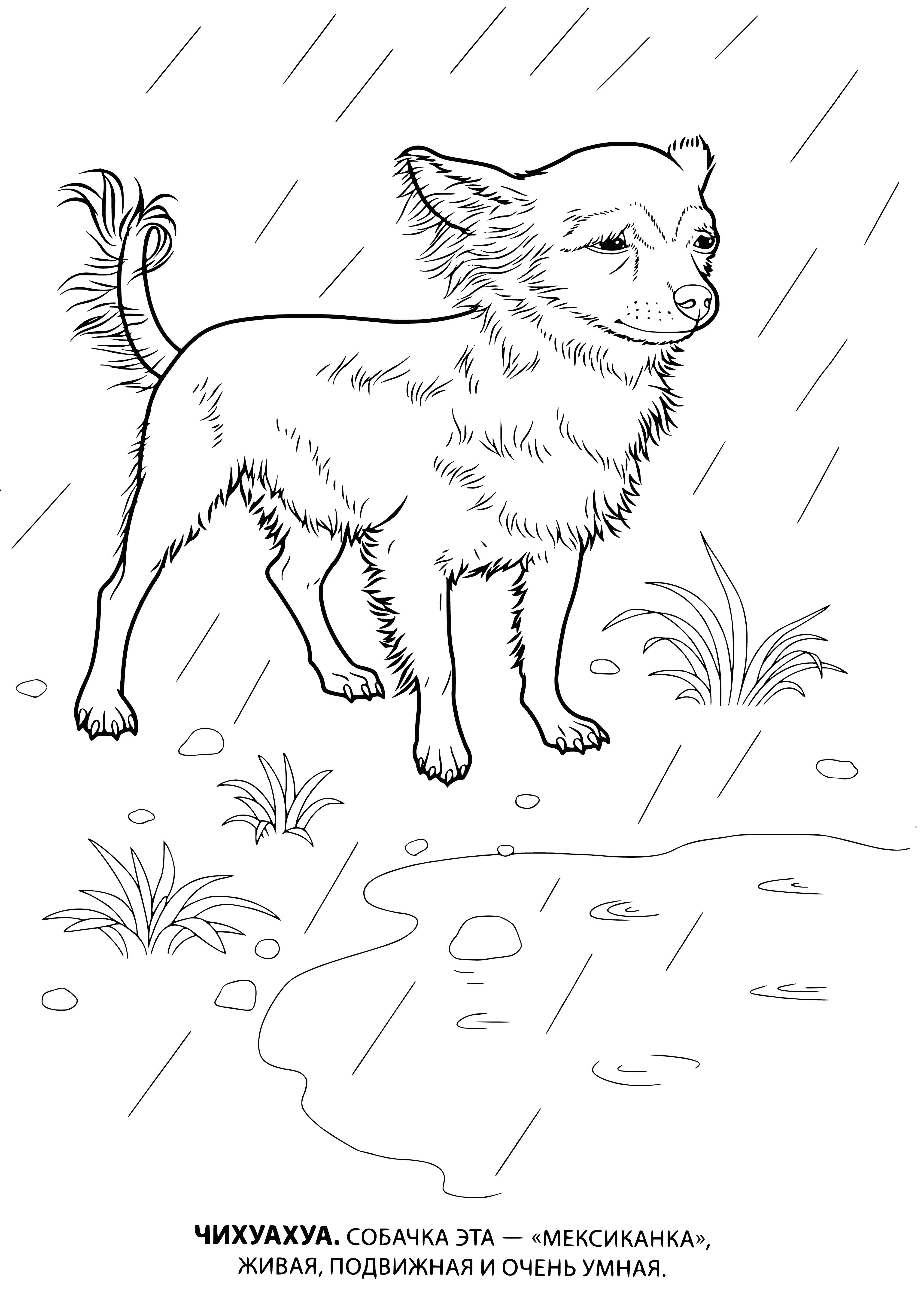 coloring page: A small tan dog walks on a leash with its owner in this coloring page. #coloringpages #doglovers