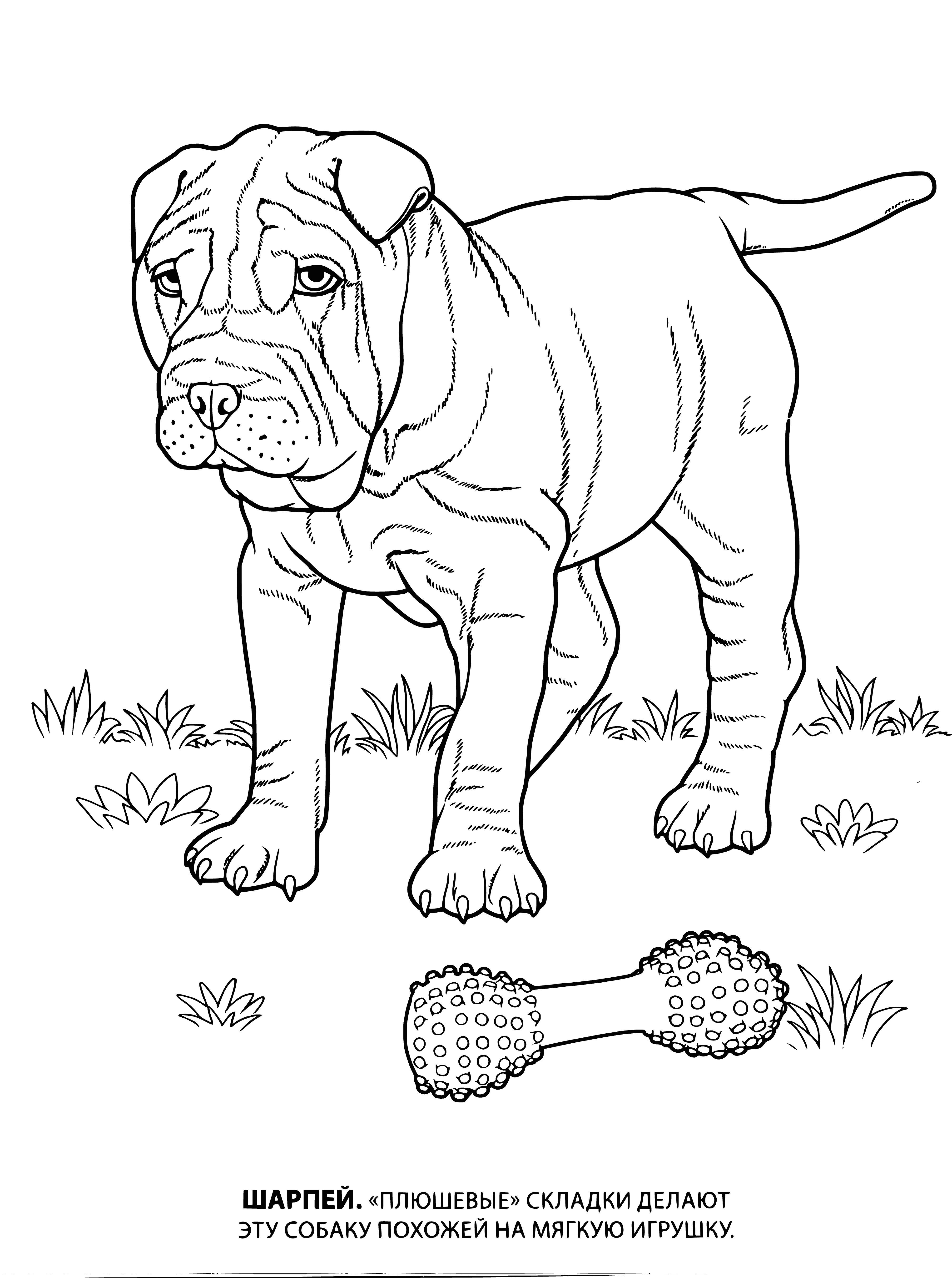 coloring page: Small, light brown dog stands on grass in front of picket fence. Tongue hanging out & tail wagging - perfect coloring page! #coloringpage