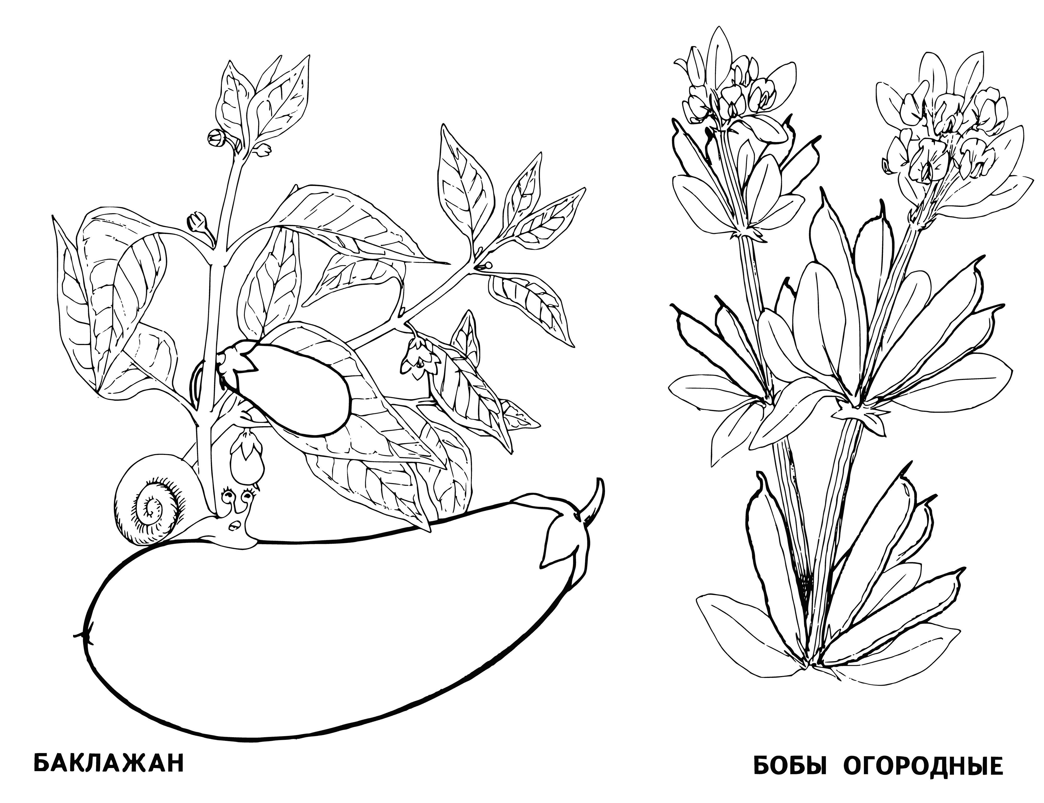 coloring page: Eggplant and beans: dark purple oblong, light green oval with bumps/smooth surface; eggplant on top.