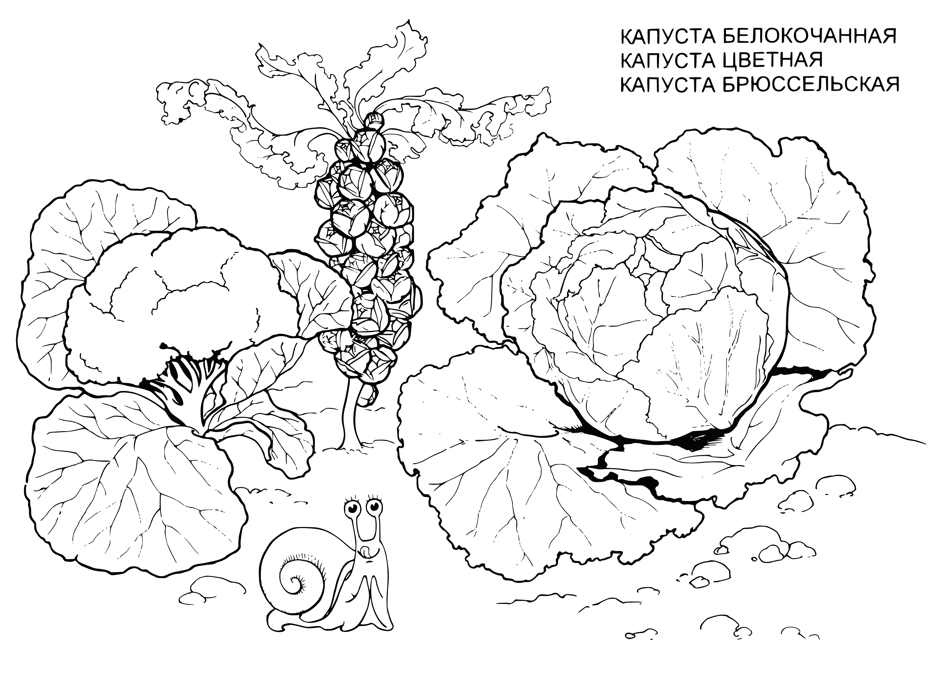 Cabbage coloring page