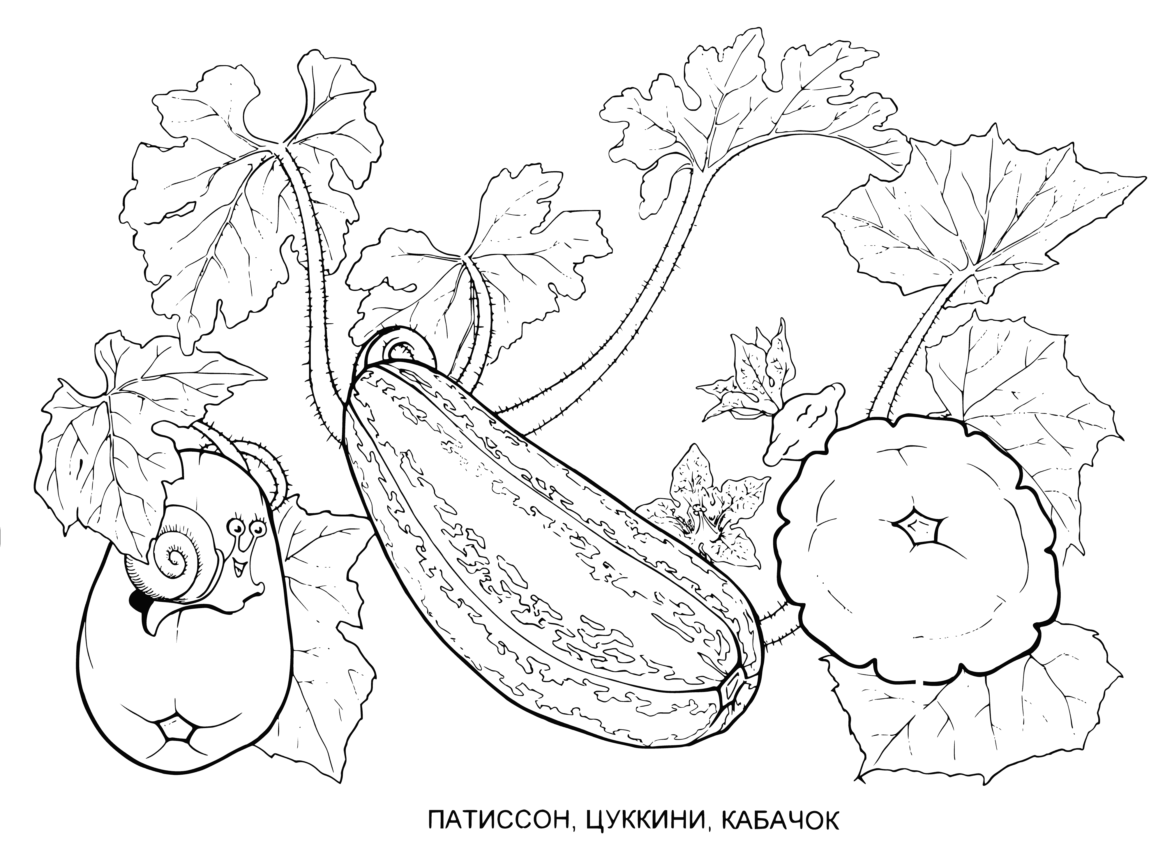 coloring page: 3 patisson, 2 zucchini, 1 yellow summer squash; all oblong, smooth skin, patisson have blossom ends, largest to smallest.
