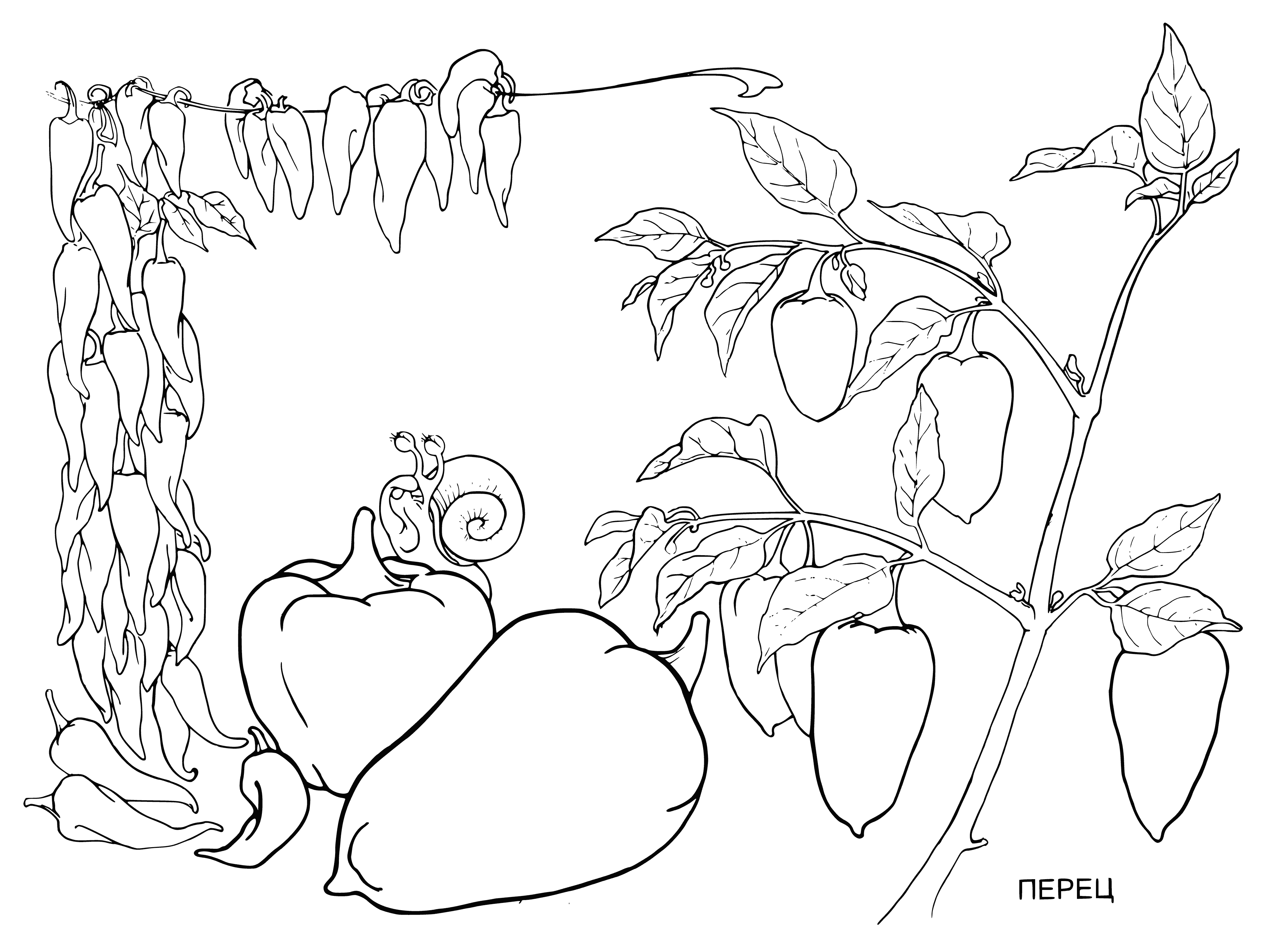 coloring page: Bell peppers are vegetables that come in green, red and yellow, have a bell shape and are a great source of vitamins C and B6.