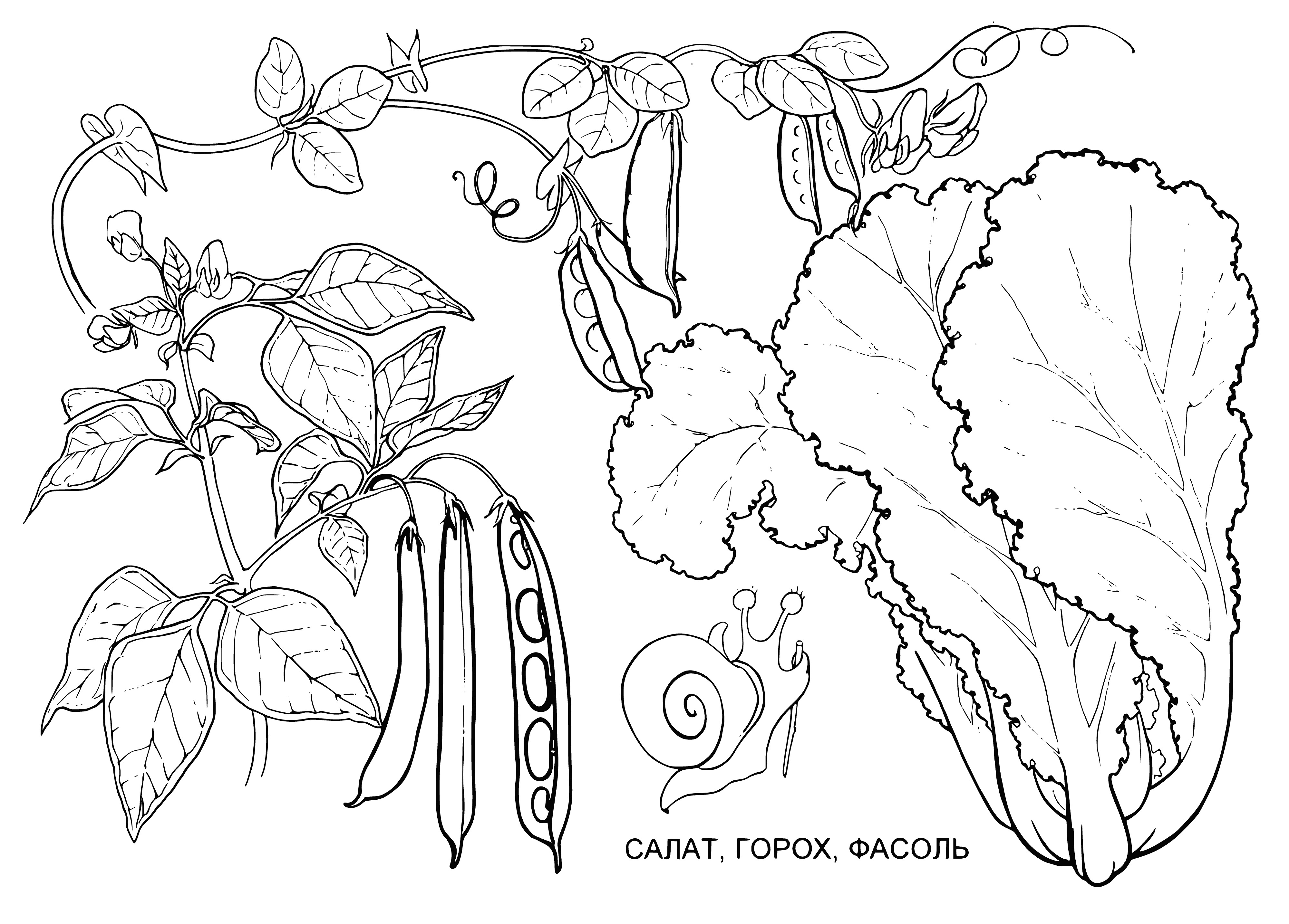 Salad, peas and beans coloring page