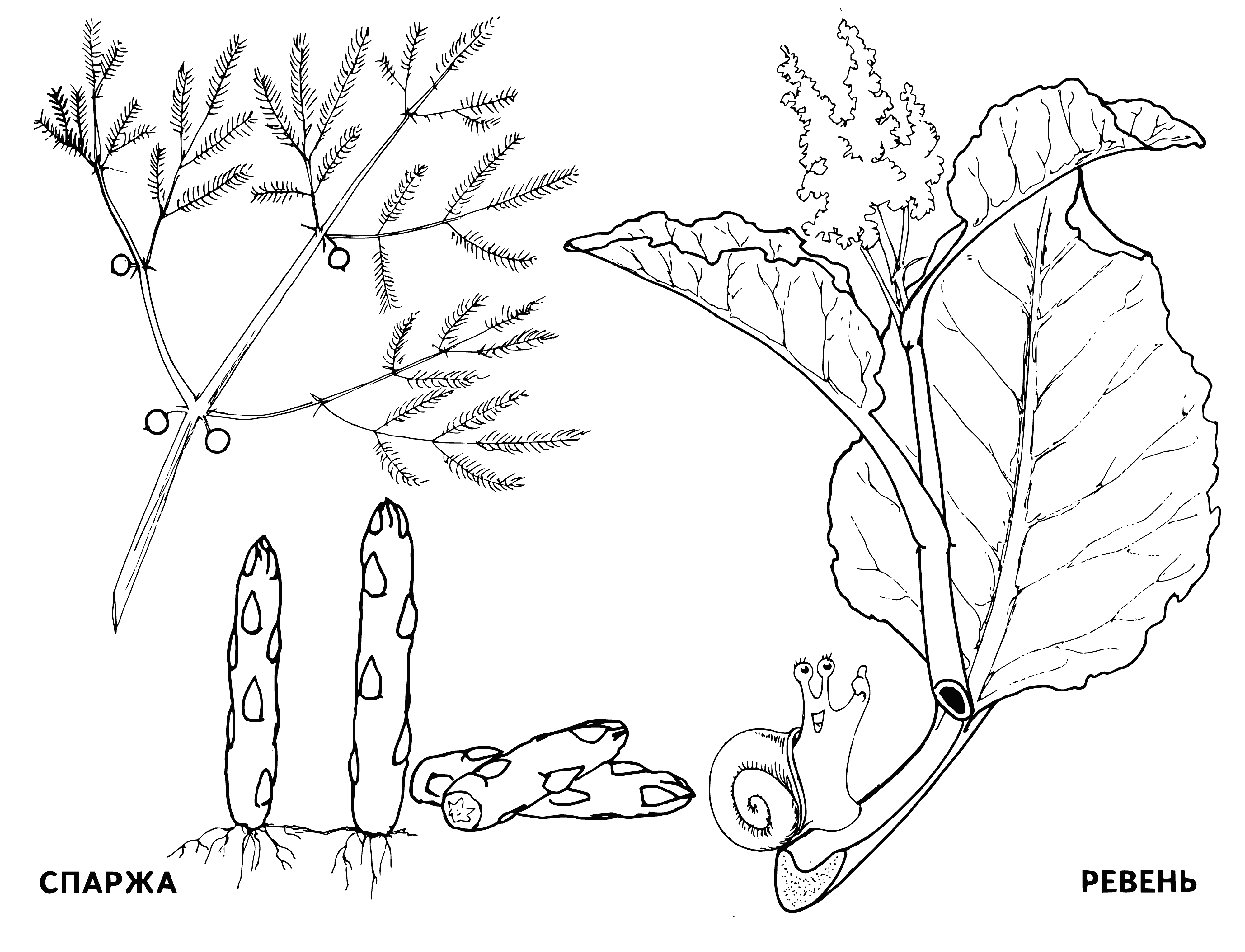 coloring page: Asparagus & Rhubarb are both long-stalked vegies - green & red! #healthyfoods