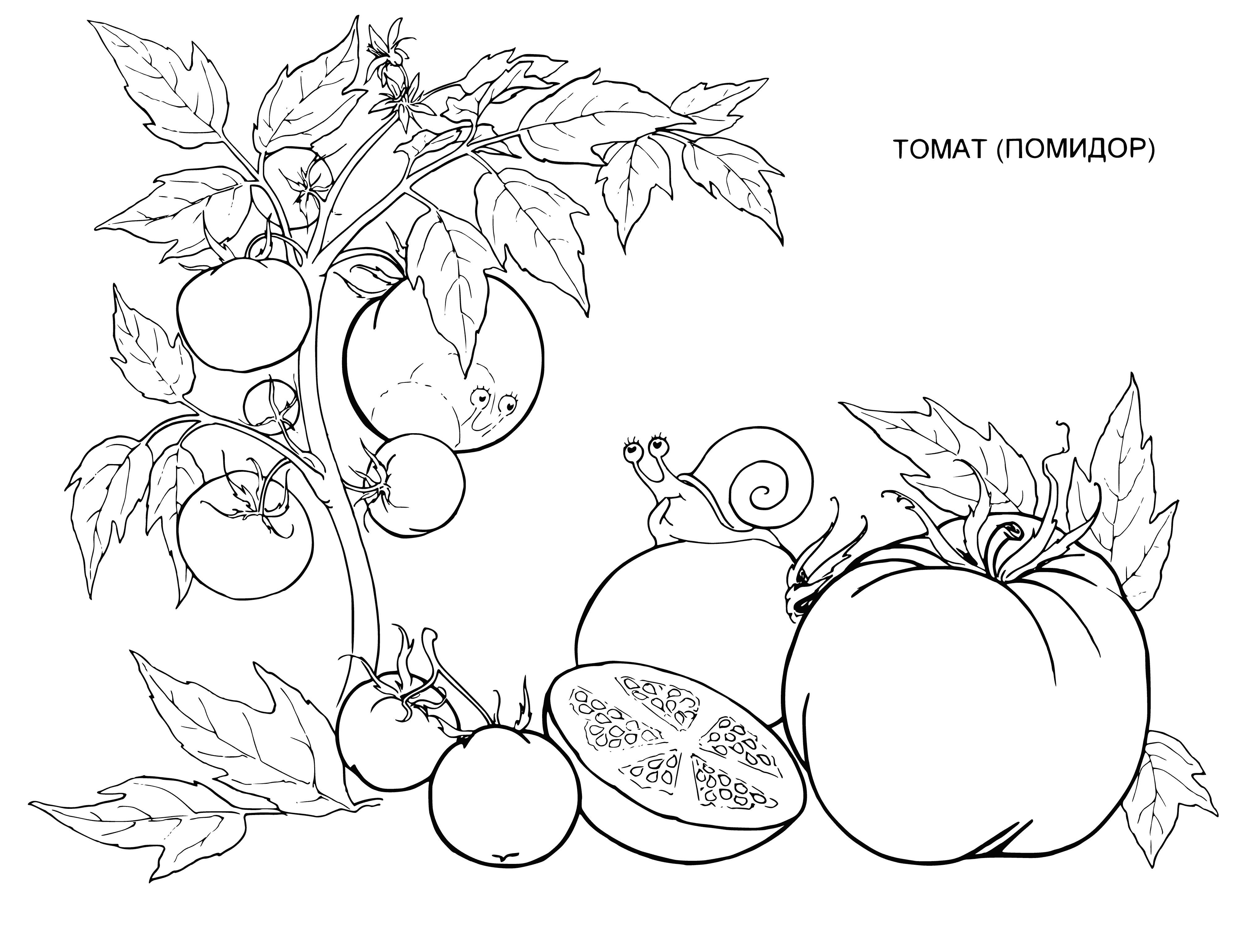 coloring page: Color a red tomato, filled w/ seeds & juice, commonly eaten in salads, sandwiches, & on pizza.
