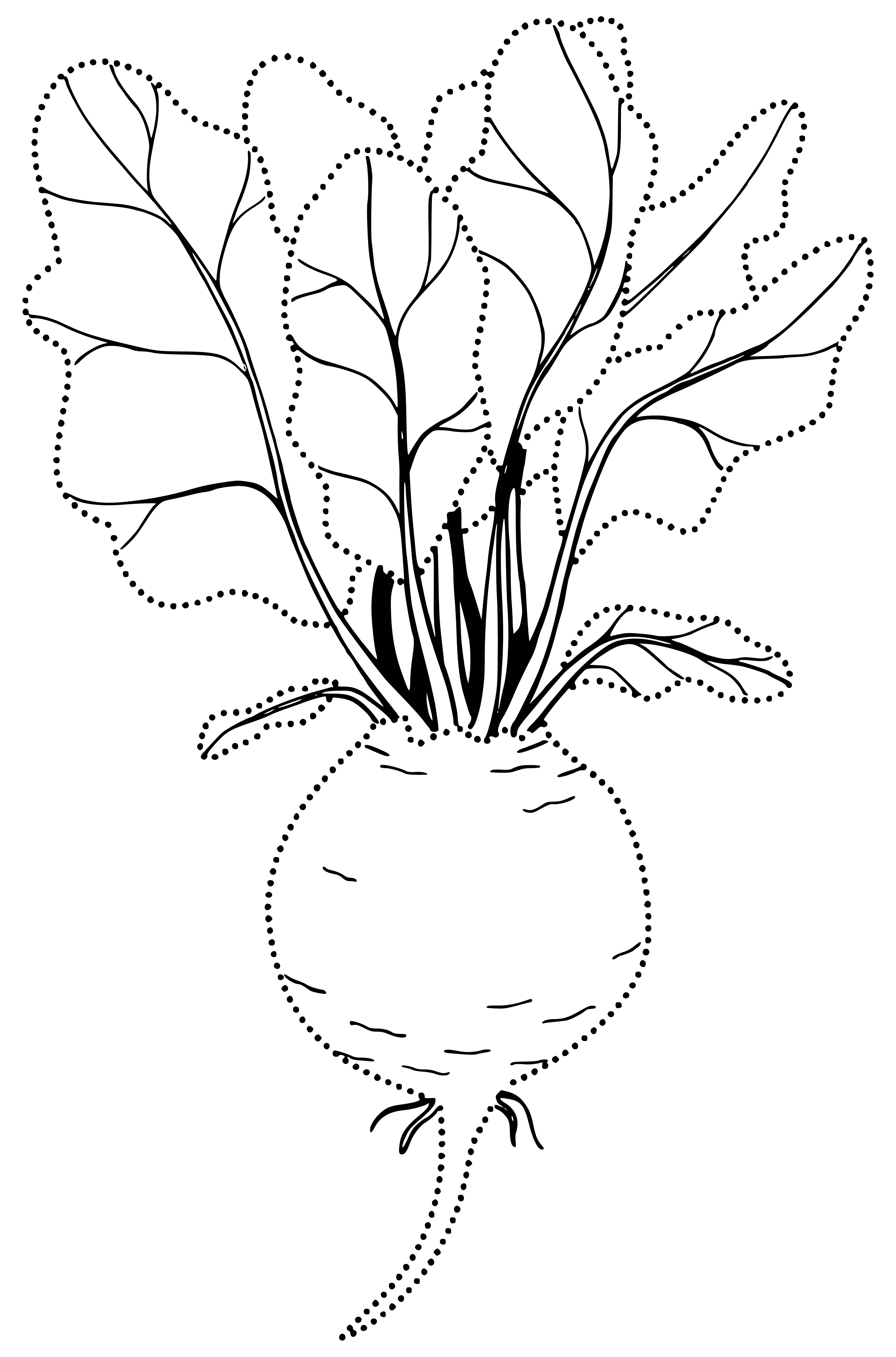 coloring page: There are three oblong, red/purple-skinned beetroots to color in, providing vitamins & minerals!