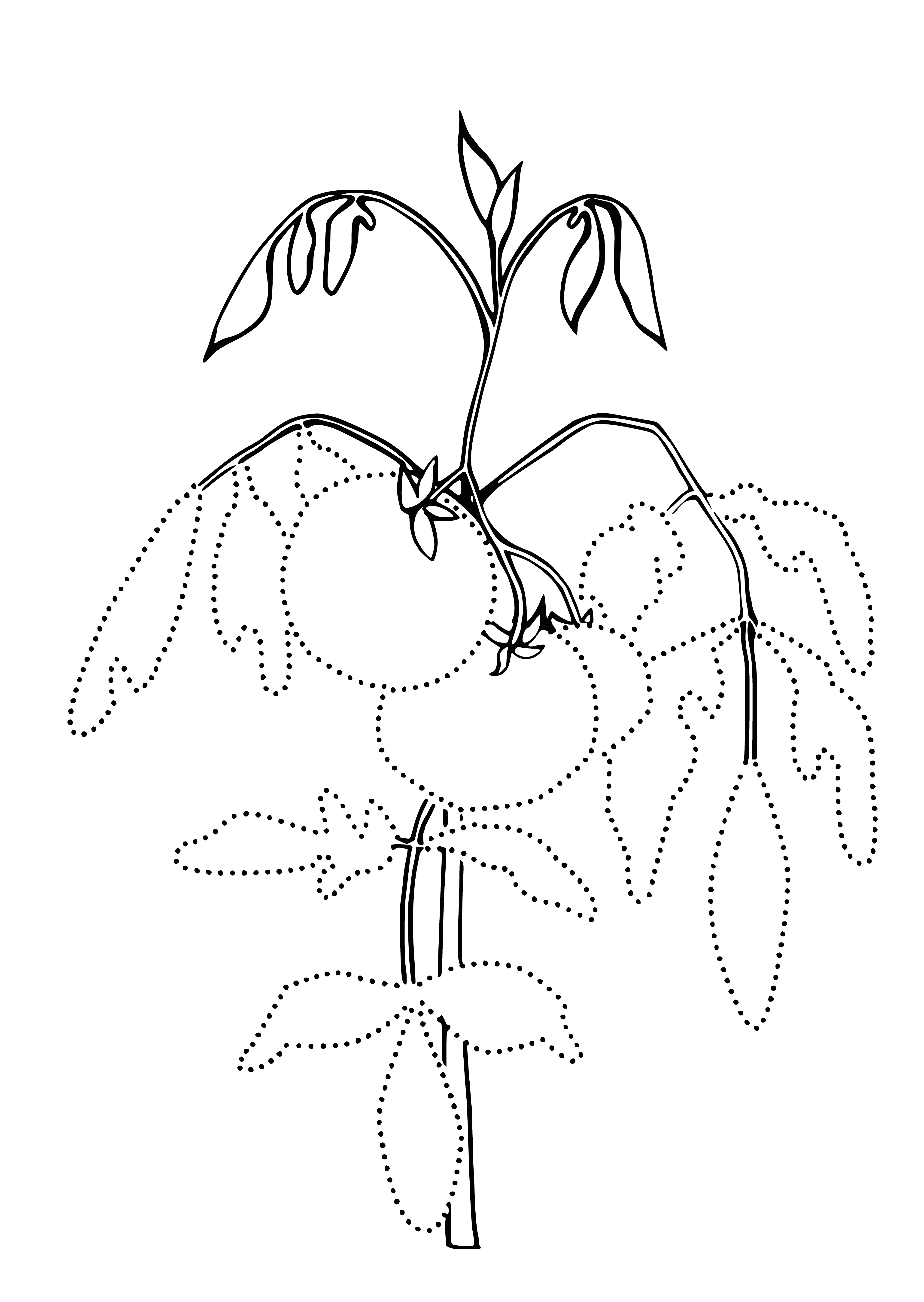 coloring page: The tomato is a red/yellow/green/purple, bumpy-skinned fruit w/ a thin green calyx, a stem at its top & seeds inside. It has an umbilicus on the bottom. #fruit