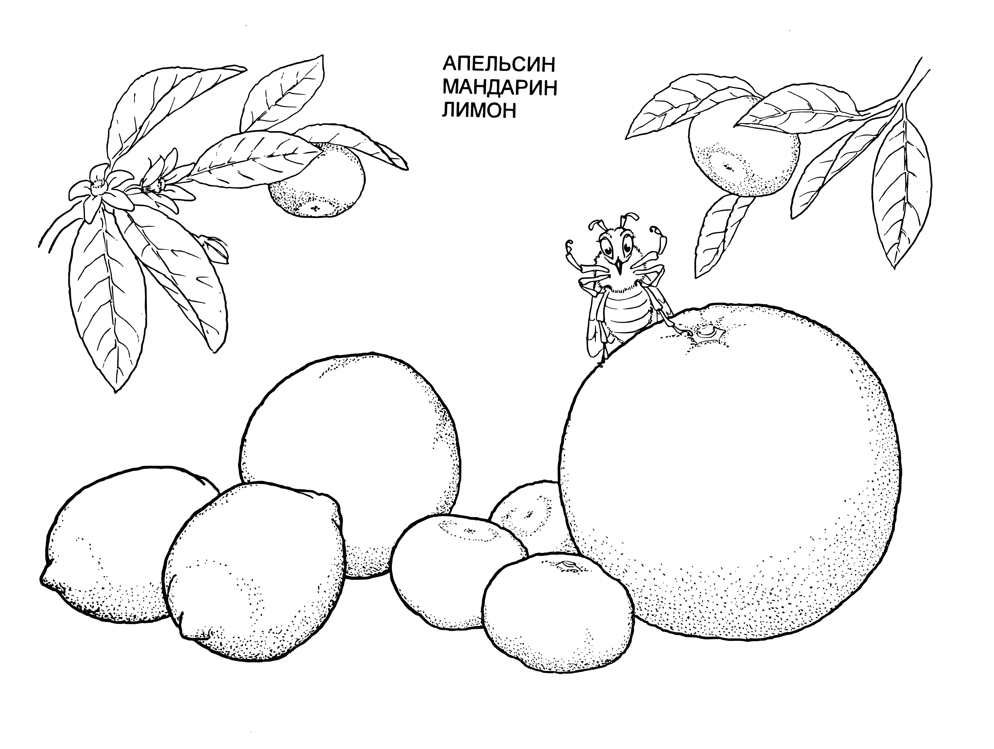 coloring page: Fruit coloring page has oranges, grapefruit, & lemon. Rinds & peel make zest for spice & flavoring. Fruits juicy & have seeds.