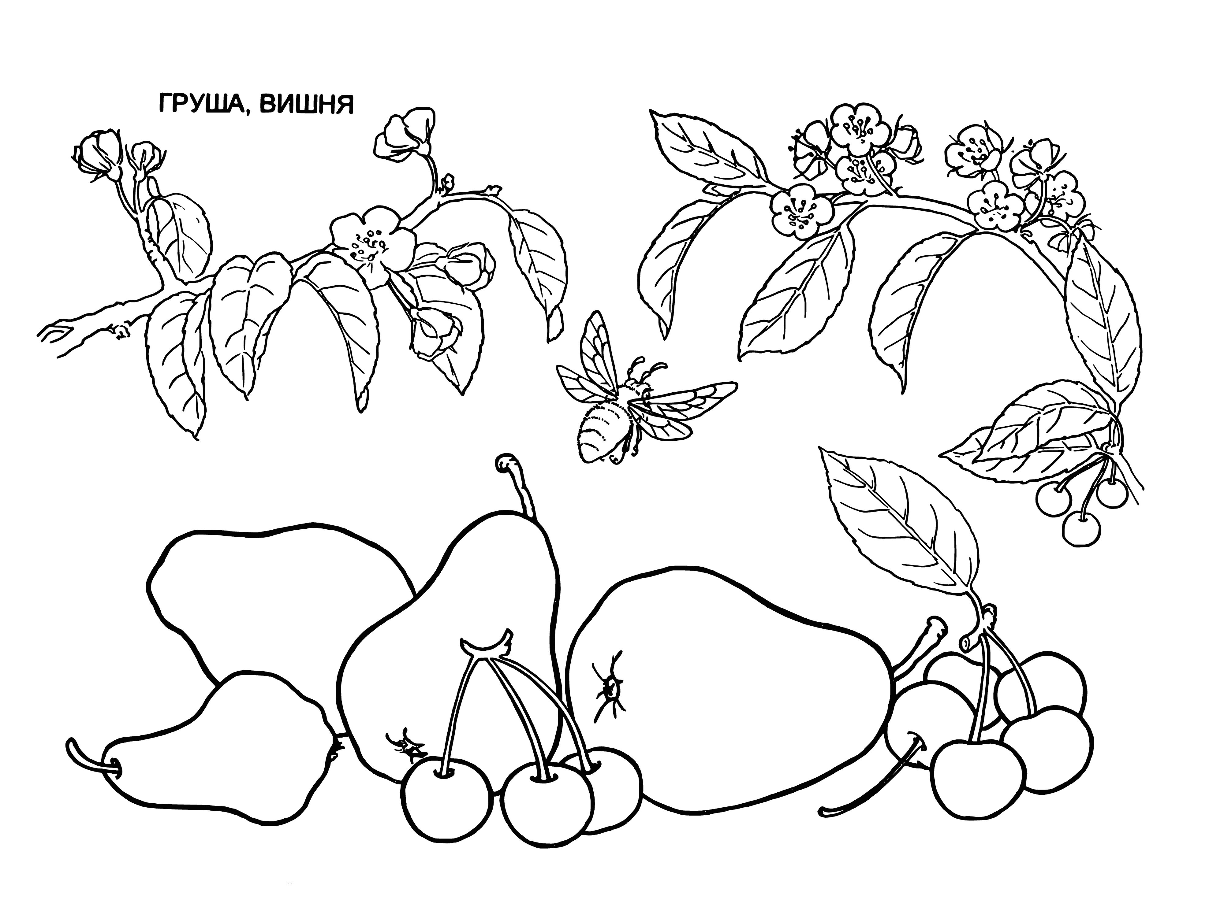 coloring page: Fruit coloring page has a pear and cherry, pear is larger and lighter, cherry is smaller and darker.