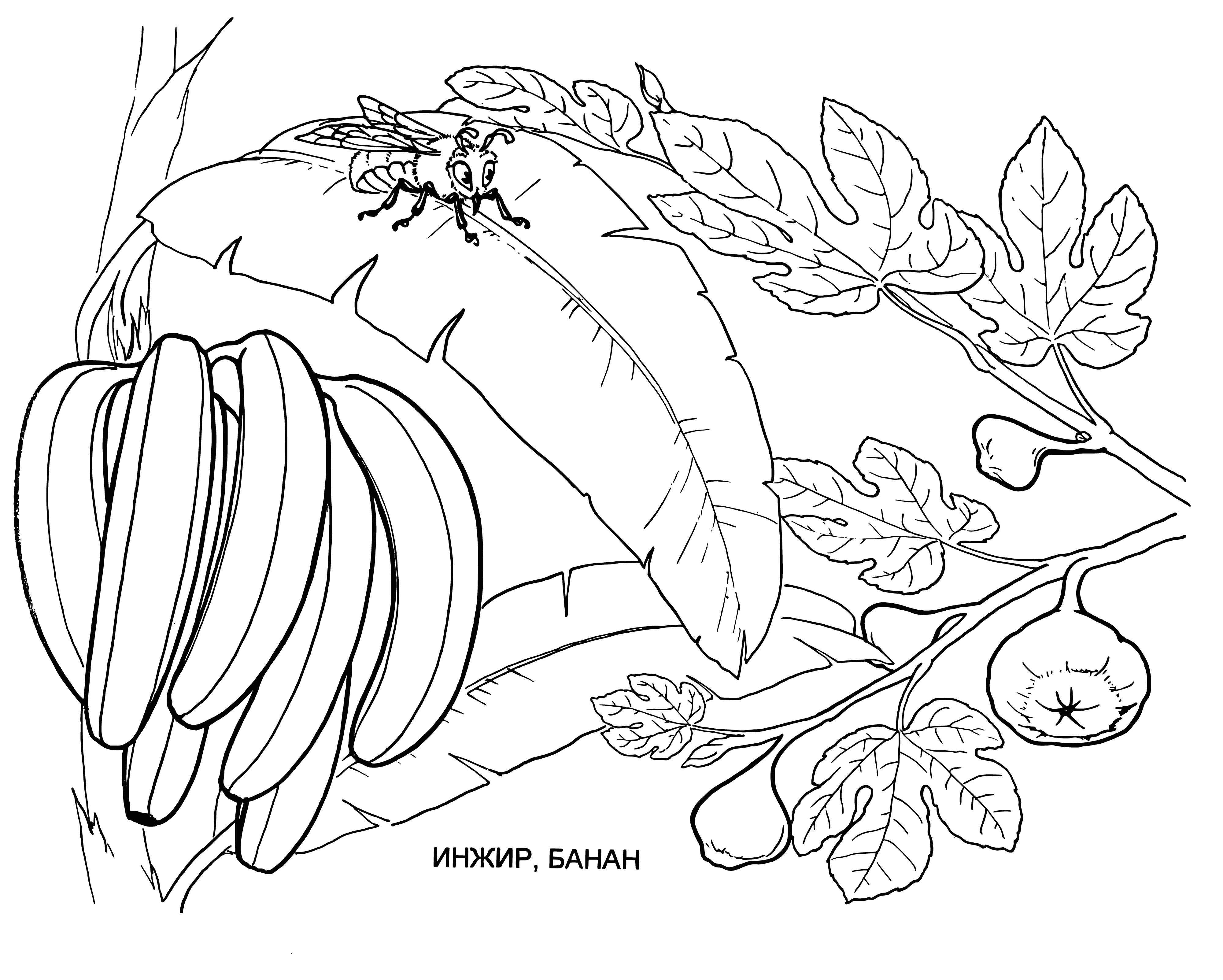 coloring page: Two fruits, figs(purple) and bananas(yellow), with seeds. Figs bigger than bananas. #coloringpage