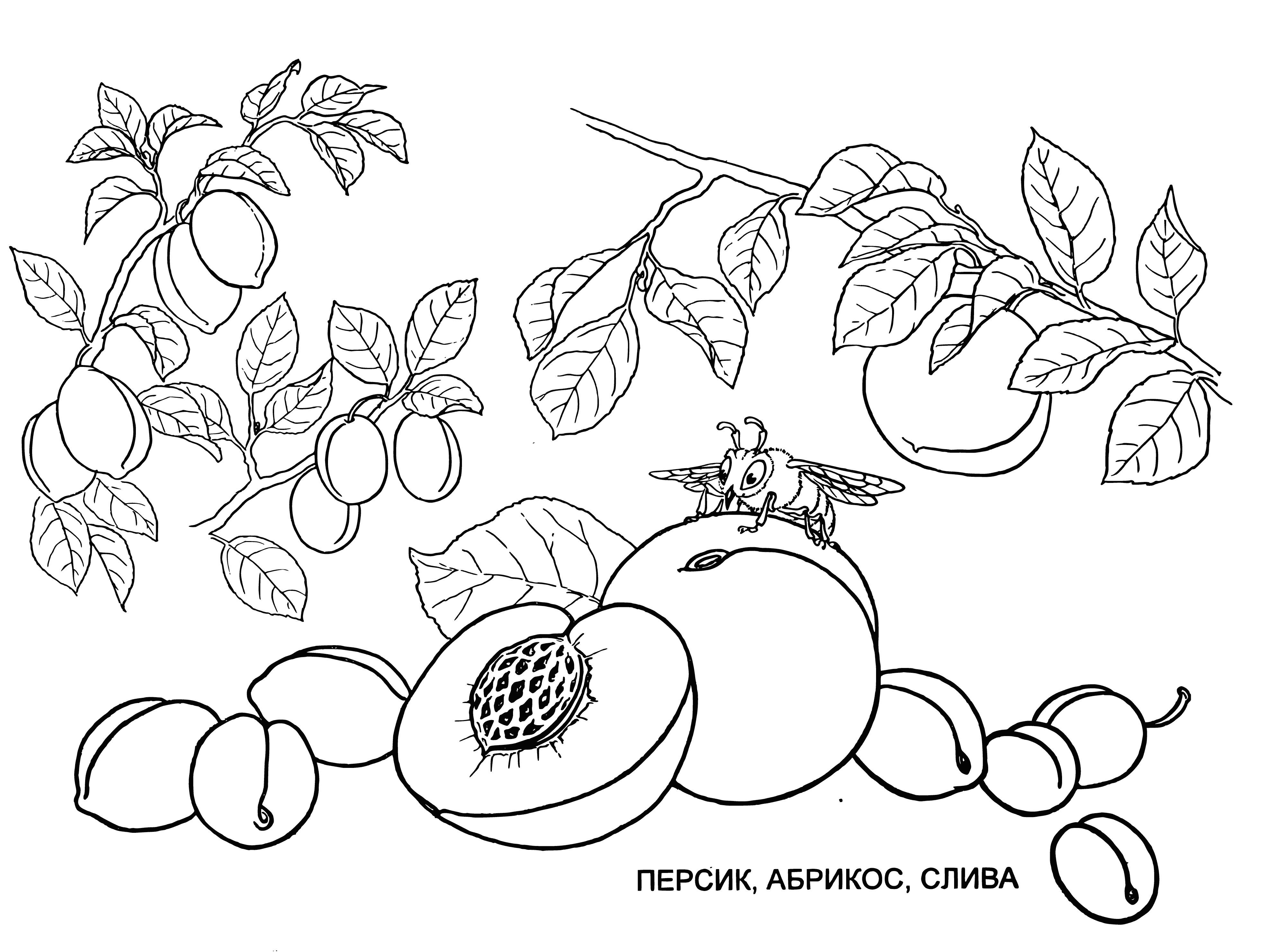 coloring page: Fruits with orange skin, yellow-orange flesh, and small pit: peaches, nectarines, and apricots.