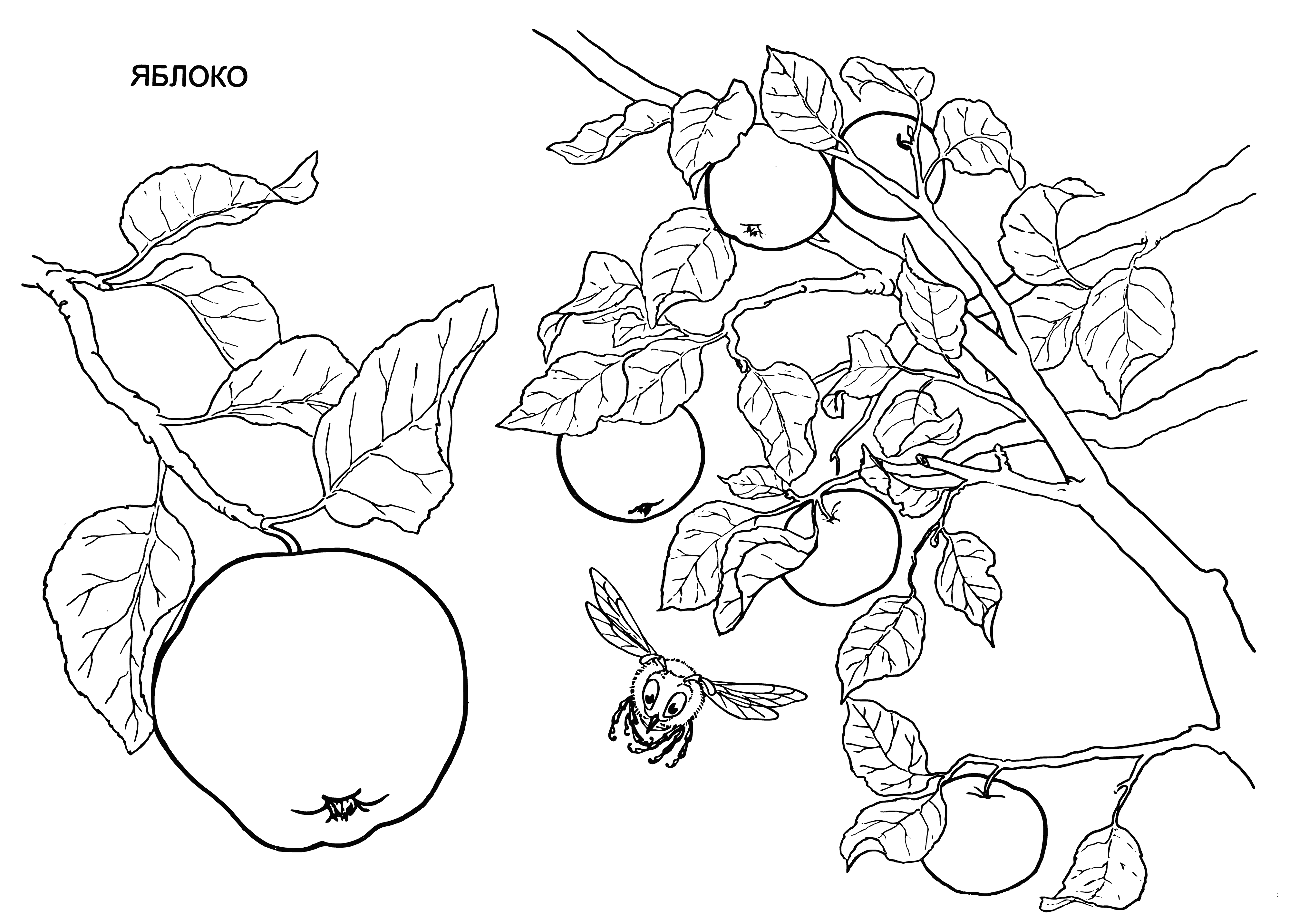 coloring page: 3 apples of 3 sizes & colors: smallest green, yellow in middle, & largest red.