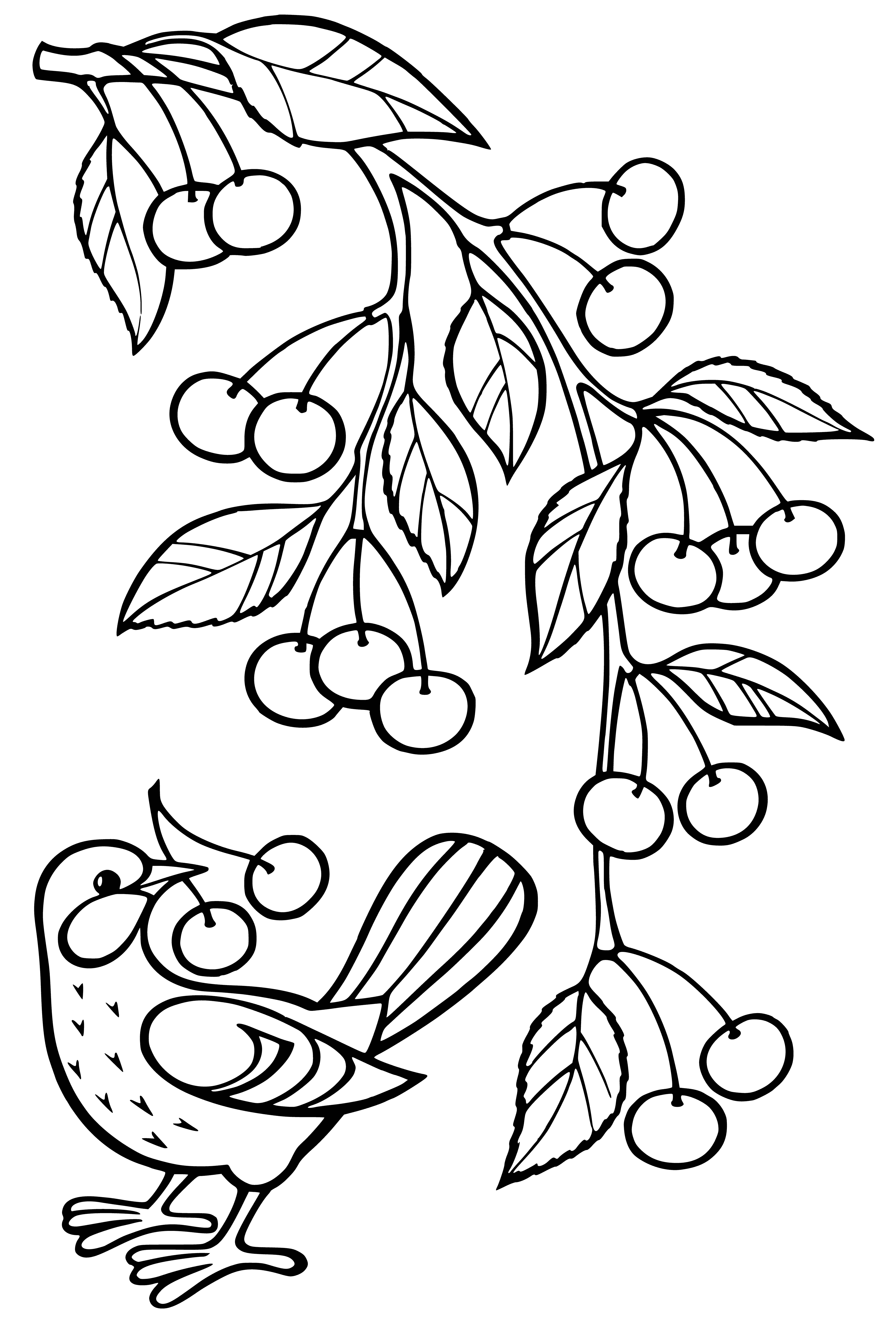 coloring page: A branch with dark red cherries and leaves attached to their stems.