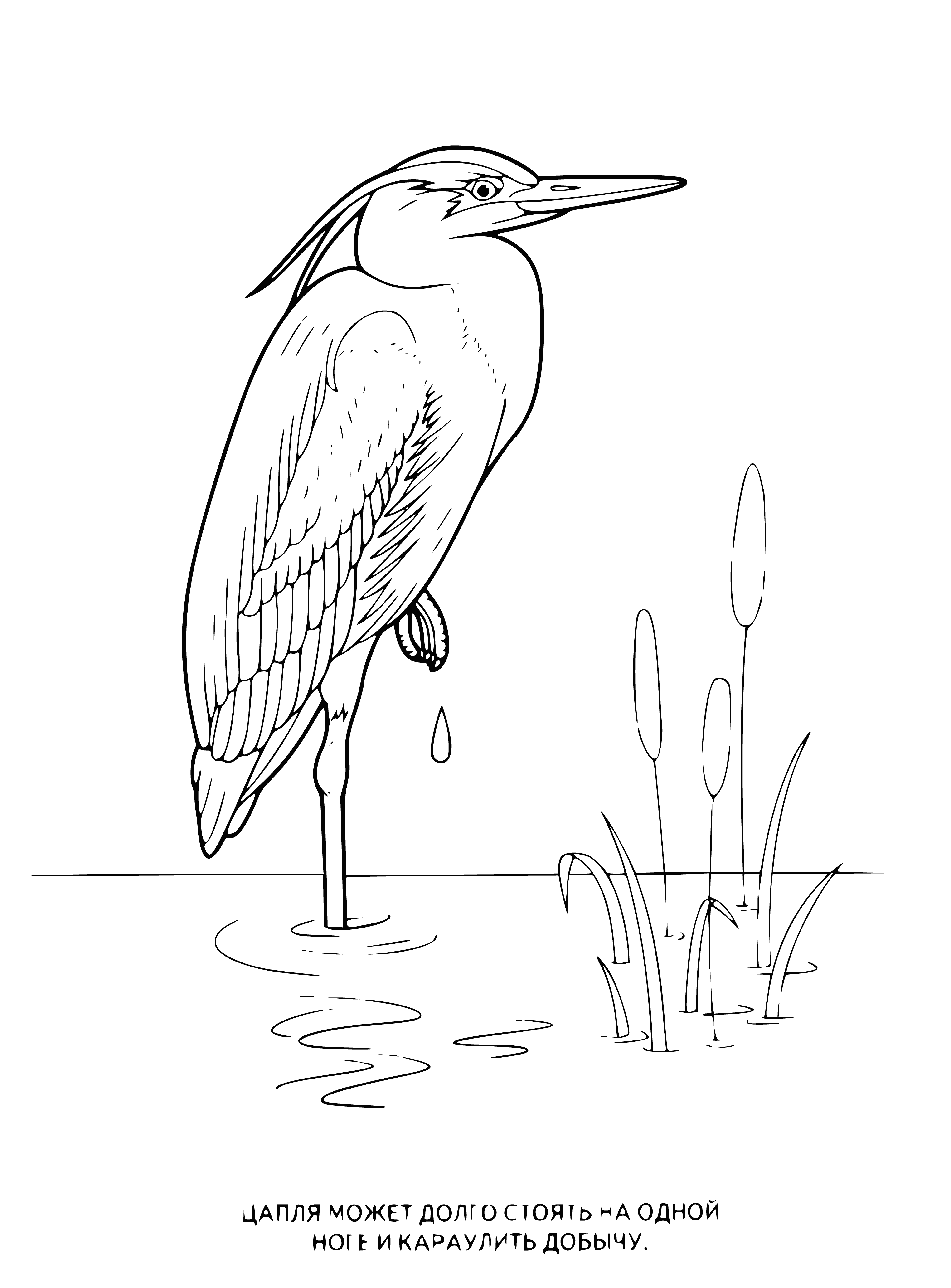coloring page: The heron is a graceful bird standing on a rock in the water - long legs, neck, beak, gray & white.
