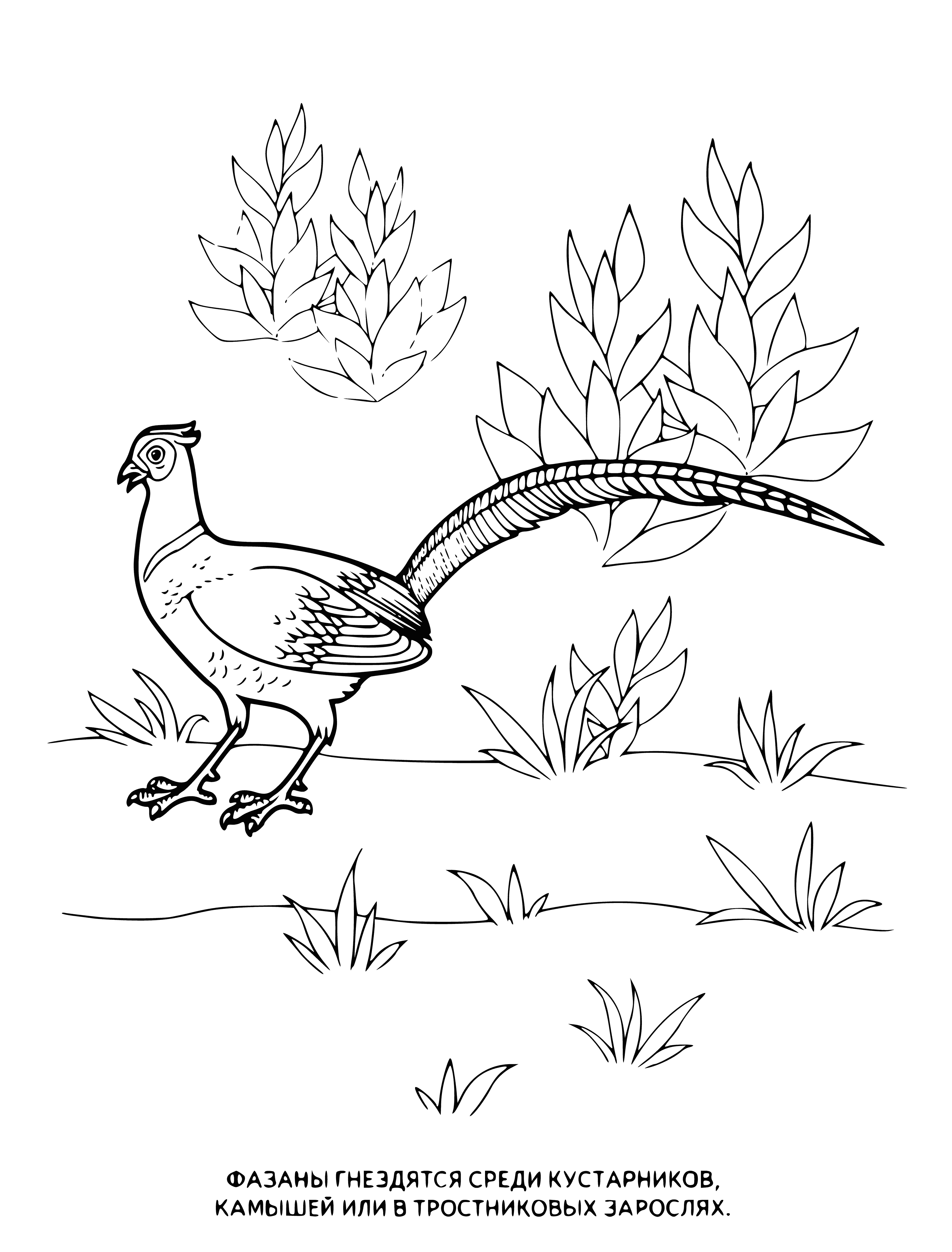 coloring page: Long-tailed, light brown bird w/darker stripes on back, standing on a dirt road in grassy field w/fence in background.