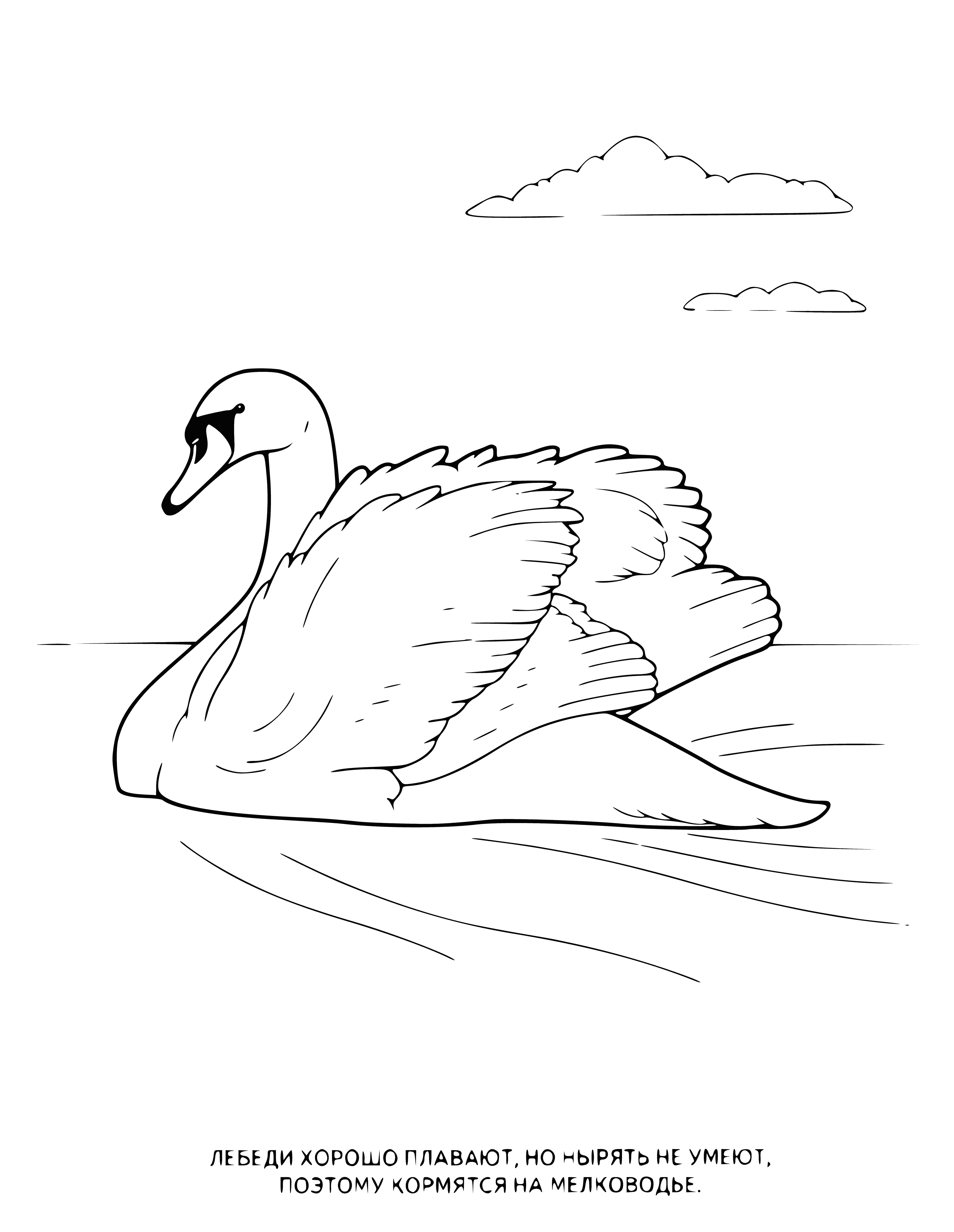 coloring page: Beautiful white swan gracefully gliding through the water with long neck and large wings.