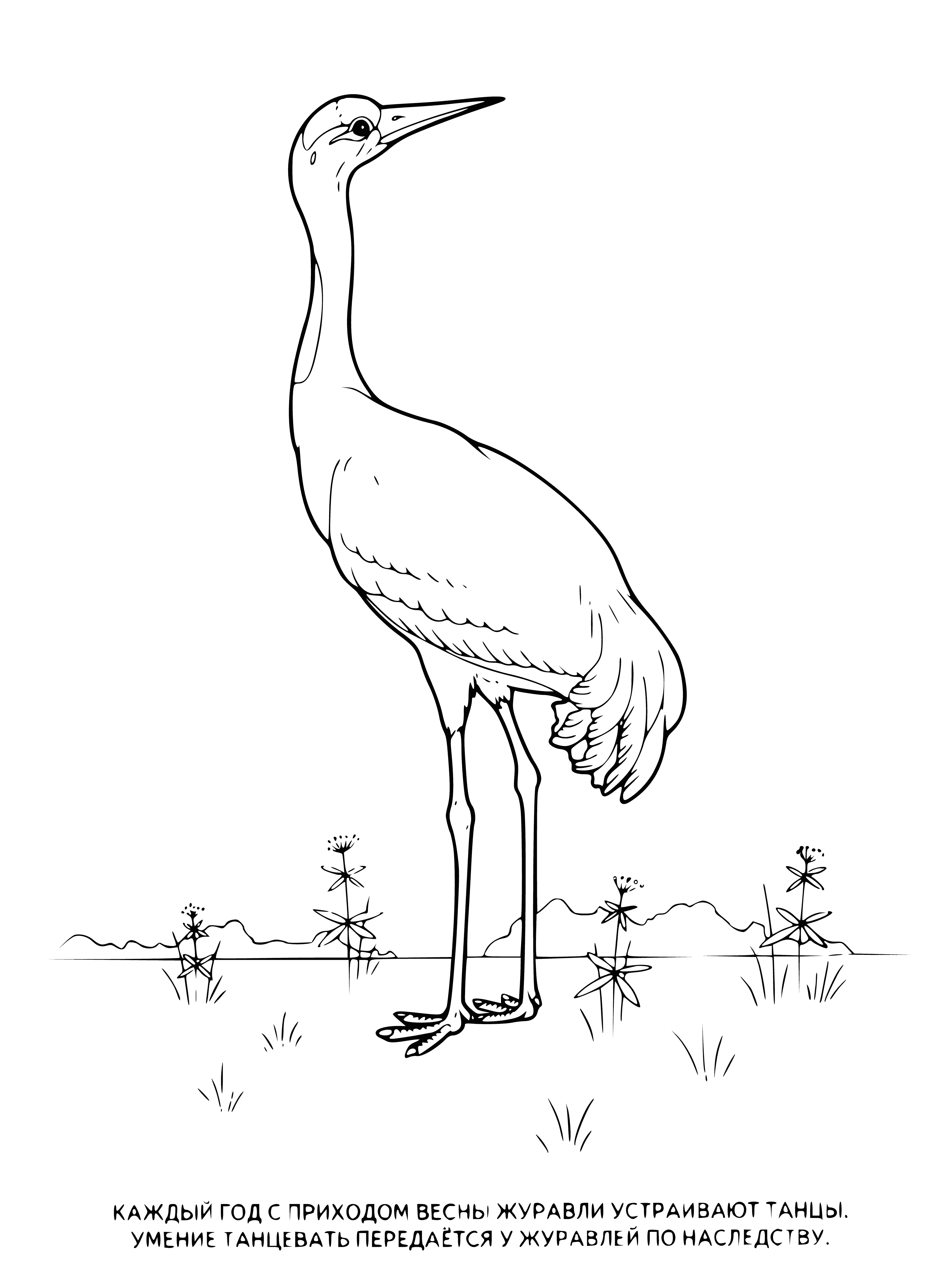 coloring page: Crane is a tall, thin bird with long neck, legs, beak; grey & white body, grey wings; standing on wet, muddy ground with body of water in distance.