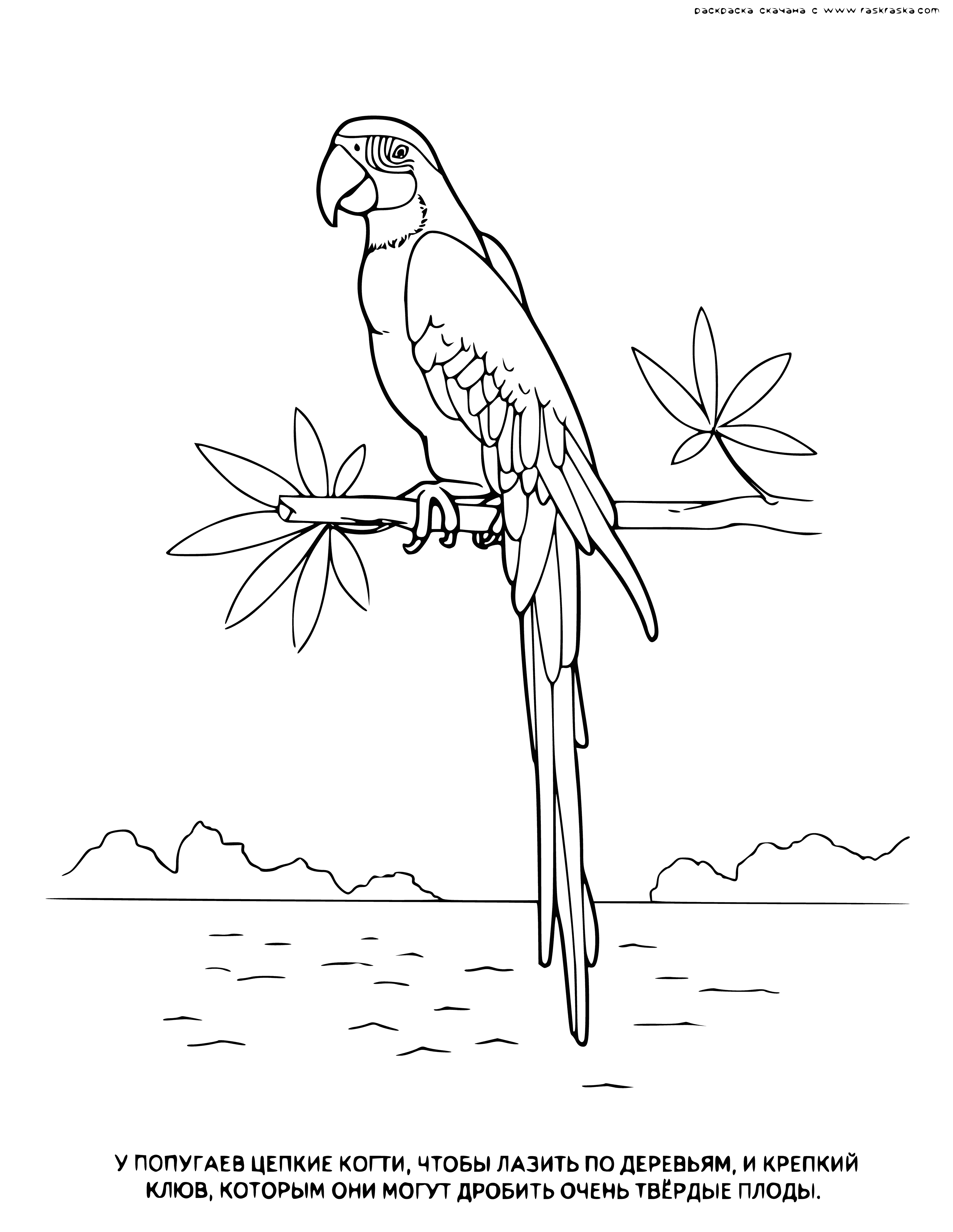 coloring page: Ara parrots have green bodies with yellow tummies, red beaks, and red and blue/green wings. #parrotsofinstagram