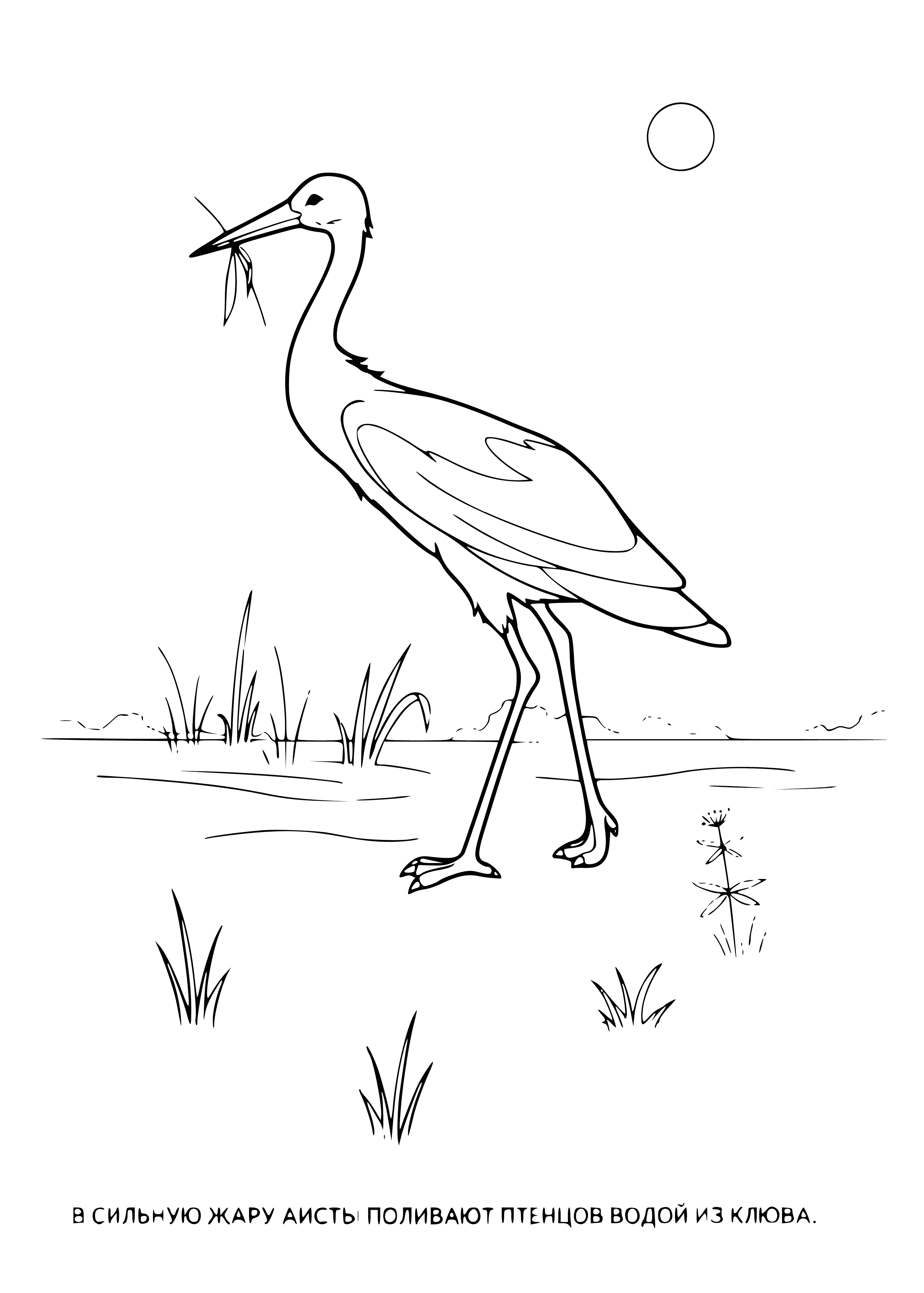 coloring page: Large stork wading through shallow water, neck & bill extended, wings spread wide for takeoff. Searching for food.