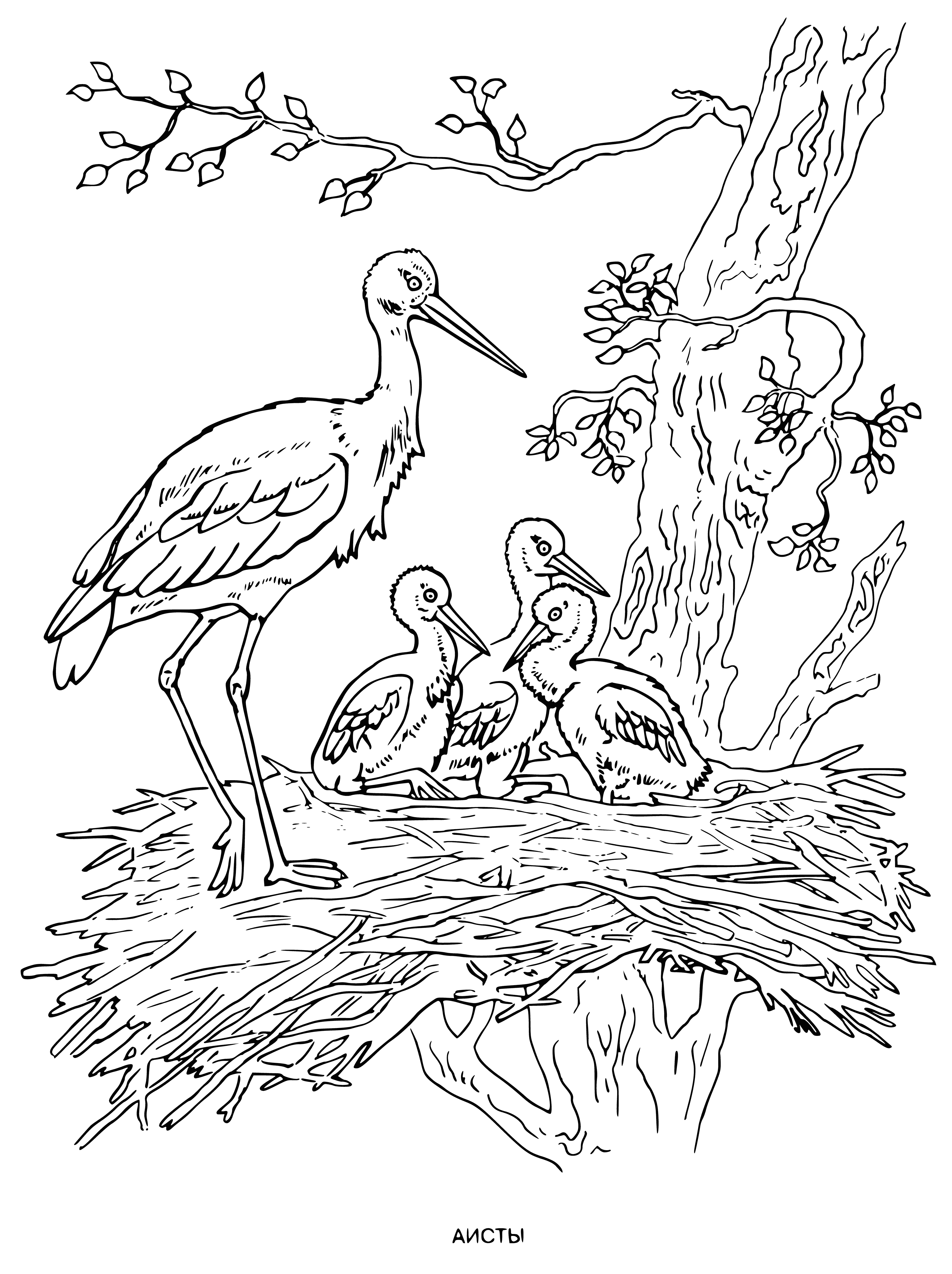 coloring page: Storks stand in line on a tree branch. White bodies, black wing tips, long curved beaks, and black eyes.