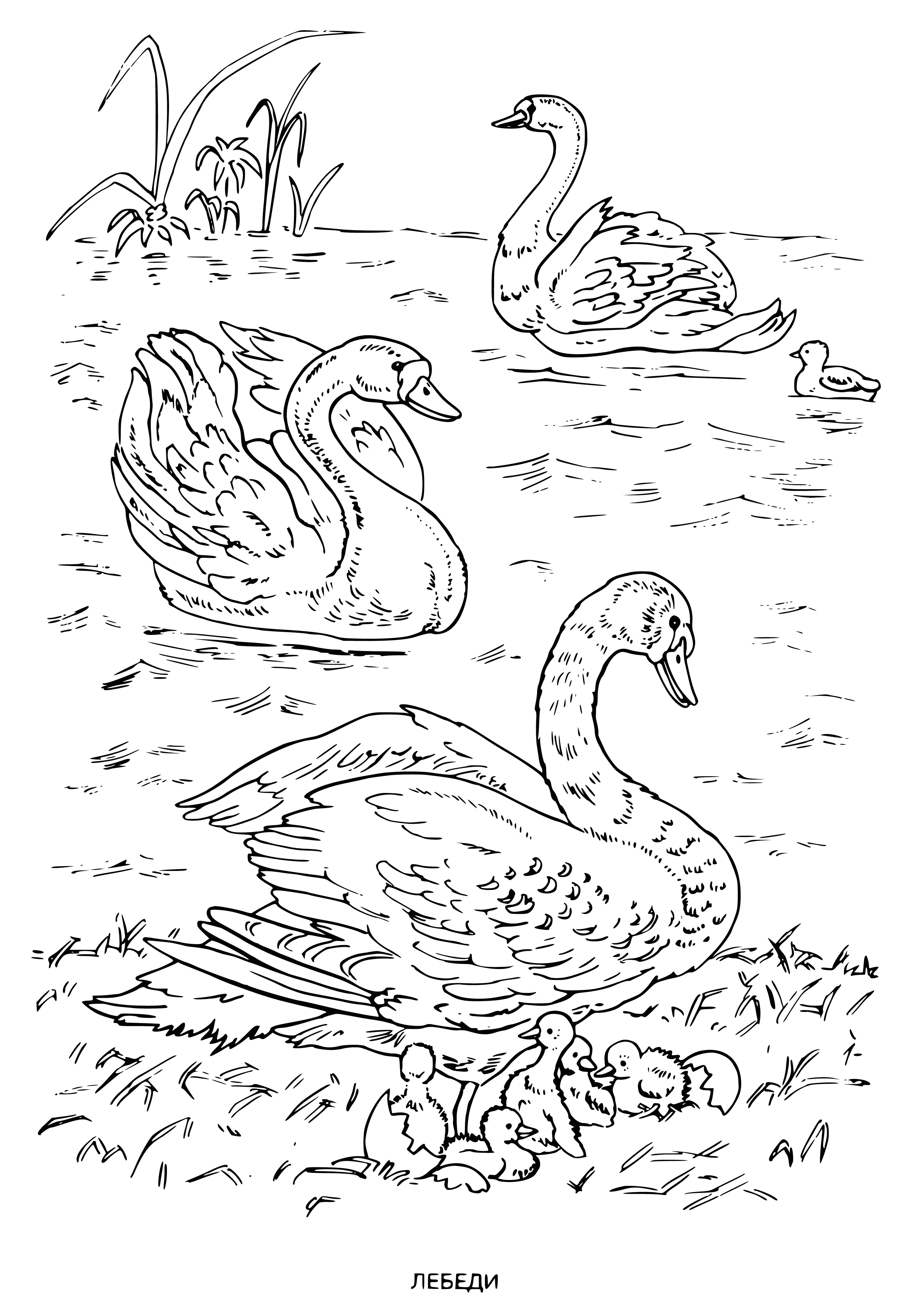 coloring page: Birds in the coloring page are graceful swans, white and with long necks, swimming in a peaceful pond.