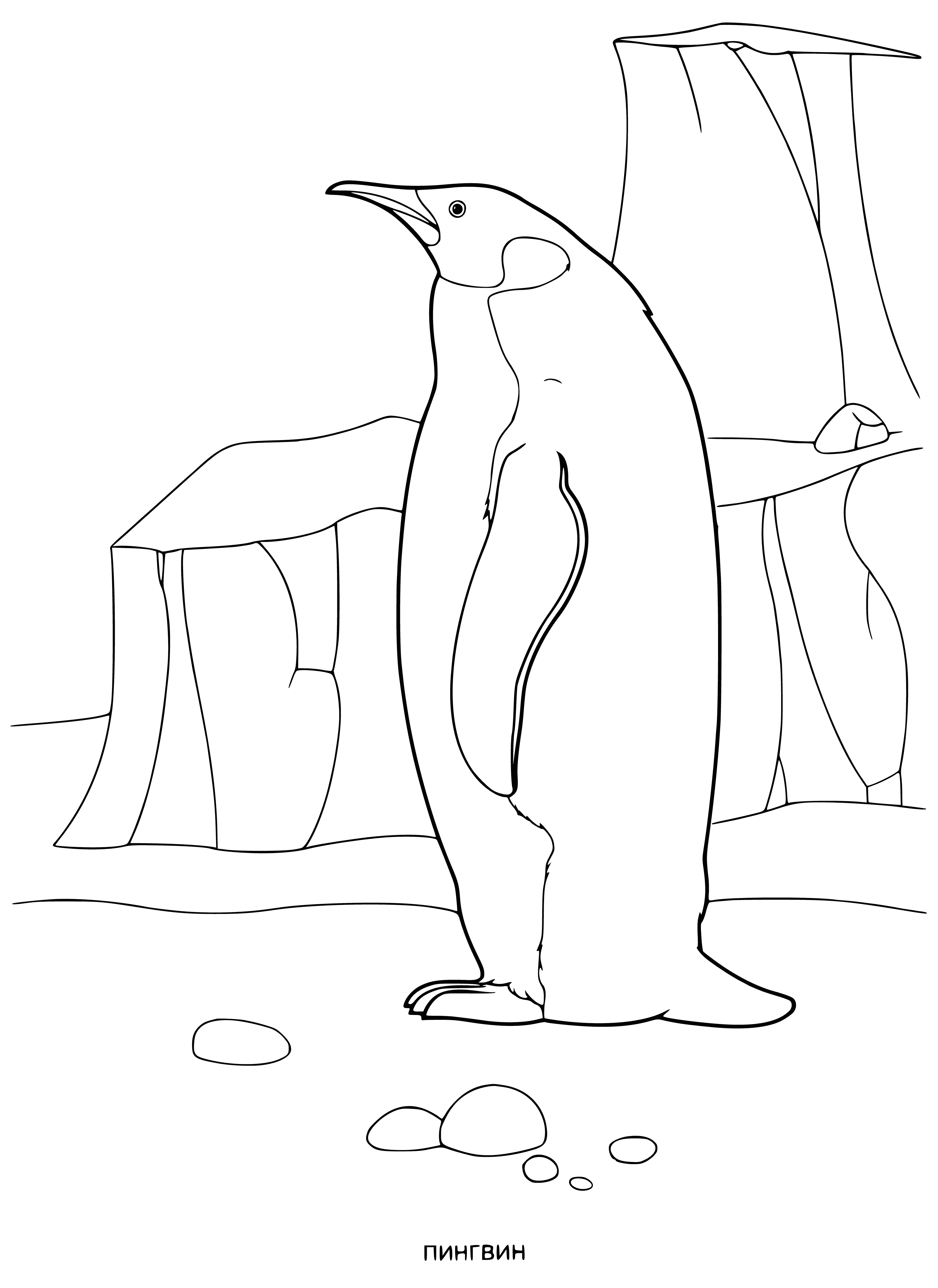 coloring page: Black-backed white-fronted bird with black head, long beak, white face and small black wings and feet.