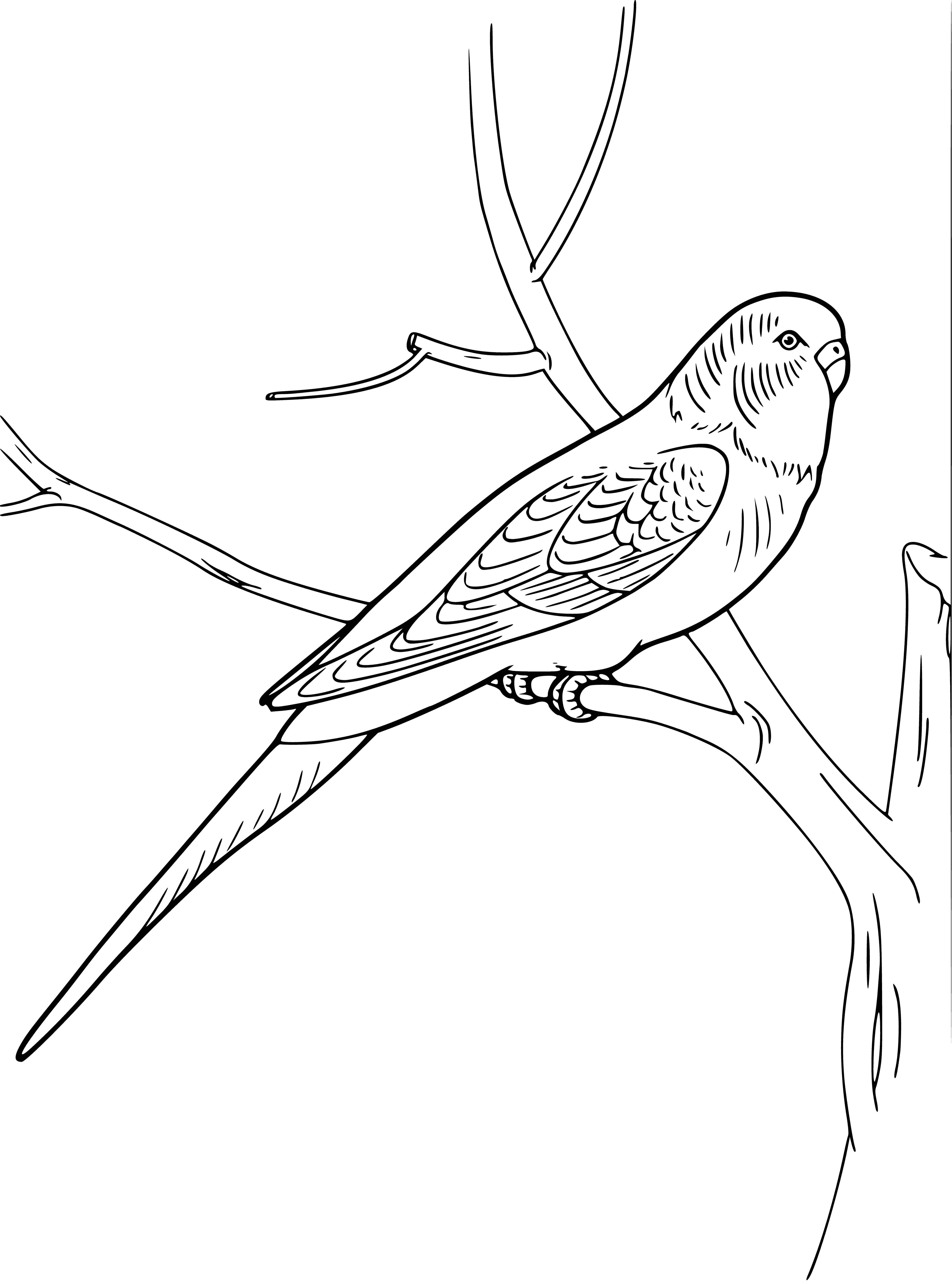 coloring page: Green parrot perched on branch, long tail, curved beak, yellow eyes, and red feathers on its head.
