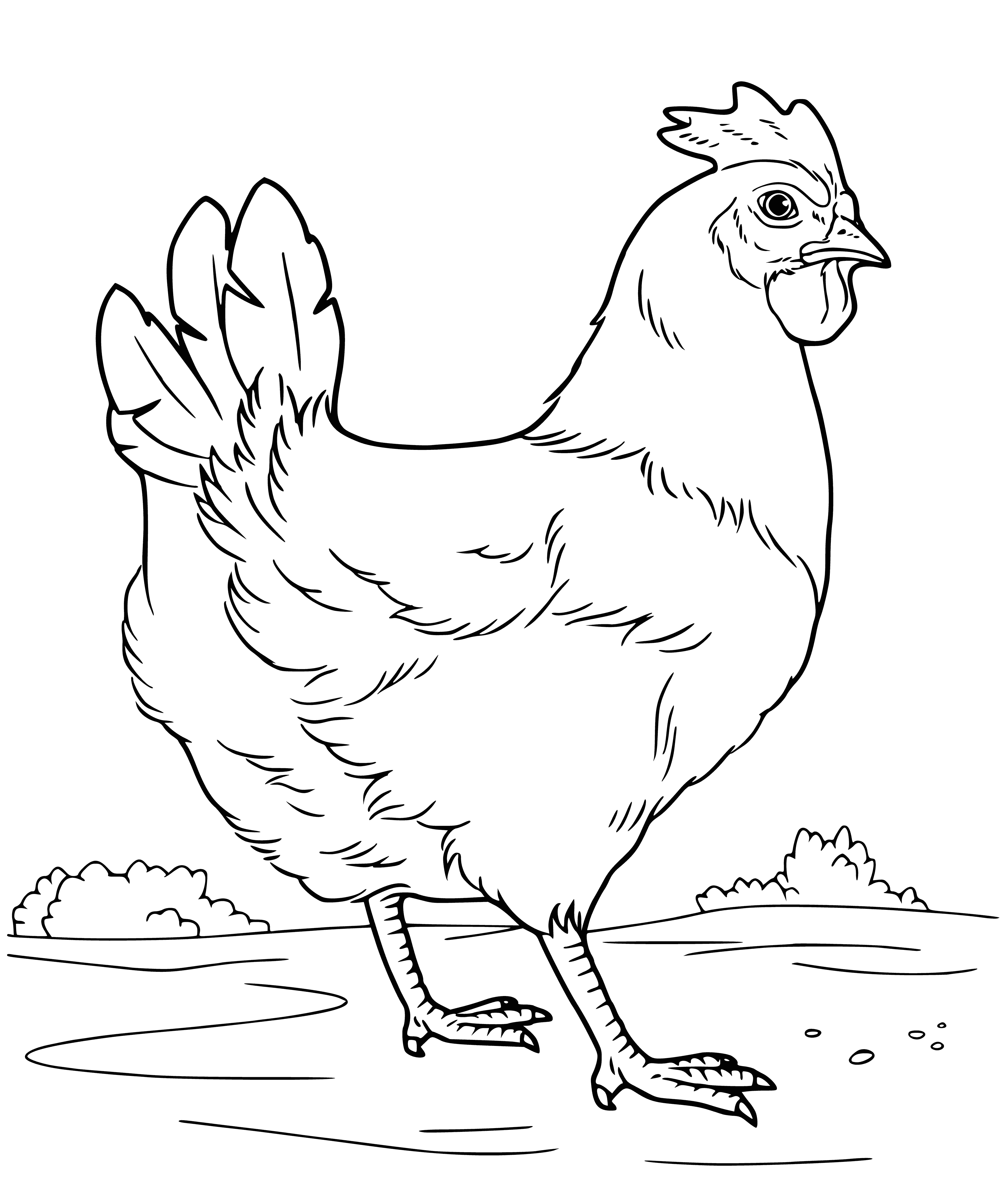 coloring page: Domesticated hen kept for eggs/meat. About 20in, reddish-brown feathers. Makes clucking noise, can lay up to 150 eggs/yr.