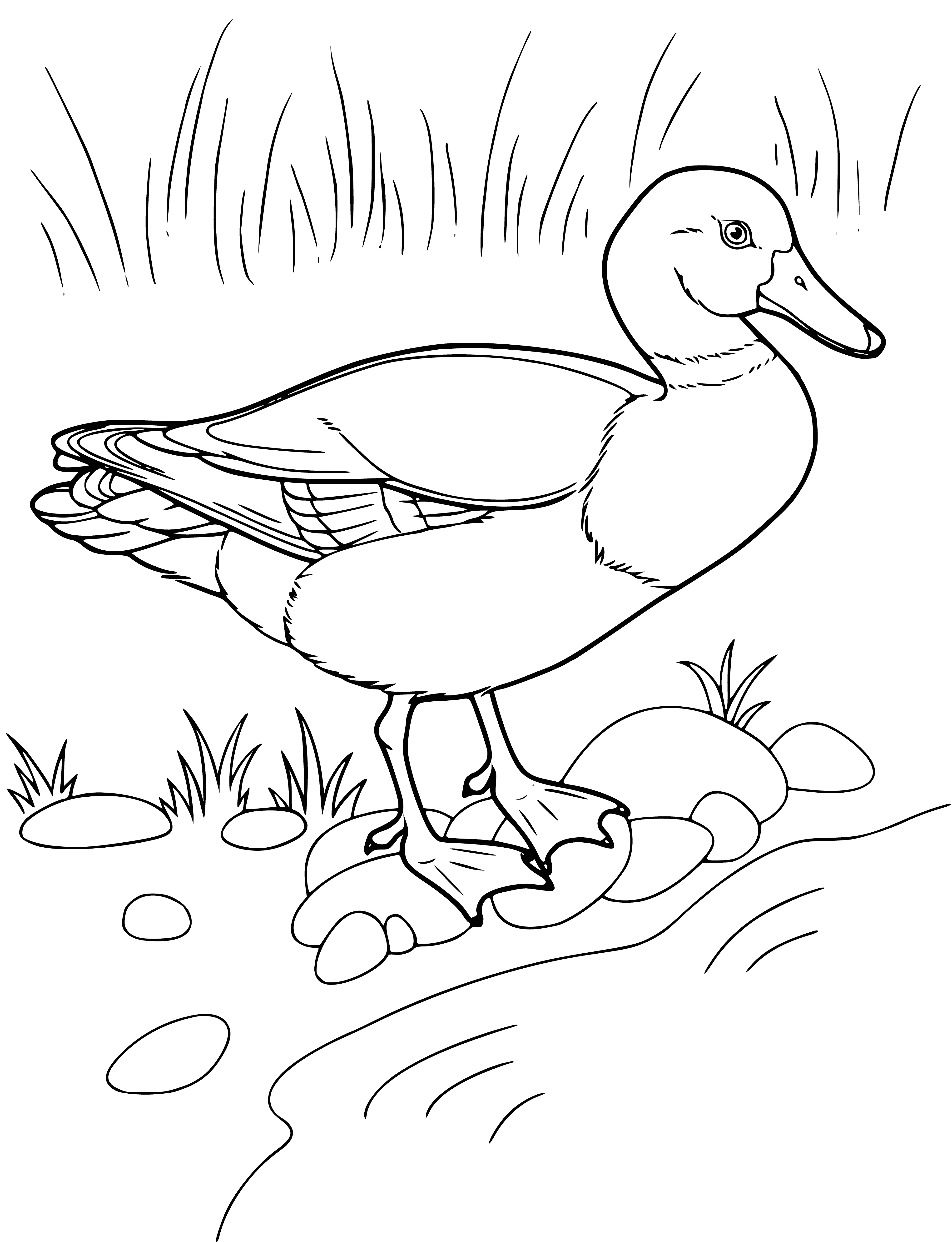 coloring page: The duck has a yellow beak, webbed feet, mostly white body and brownish-gray head. Swimming in water.
