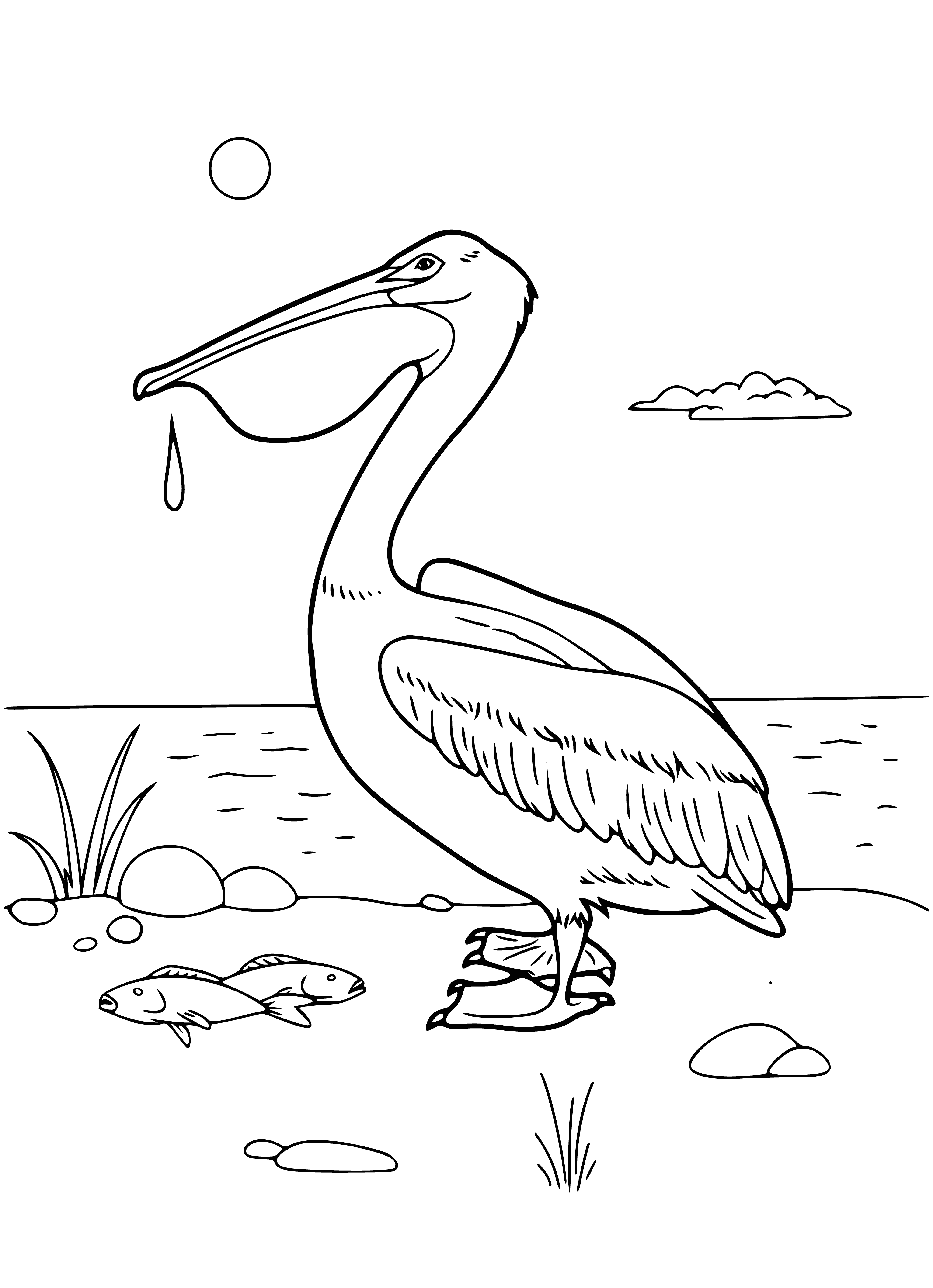 coloring page: Large bird on rocky outcropping with curved bill and webbed feet. White plumage with grey wings and back plus pouched bill for scooping fish.