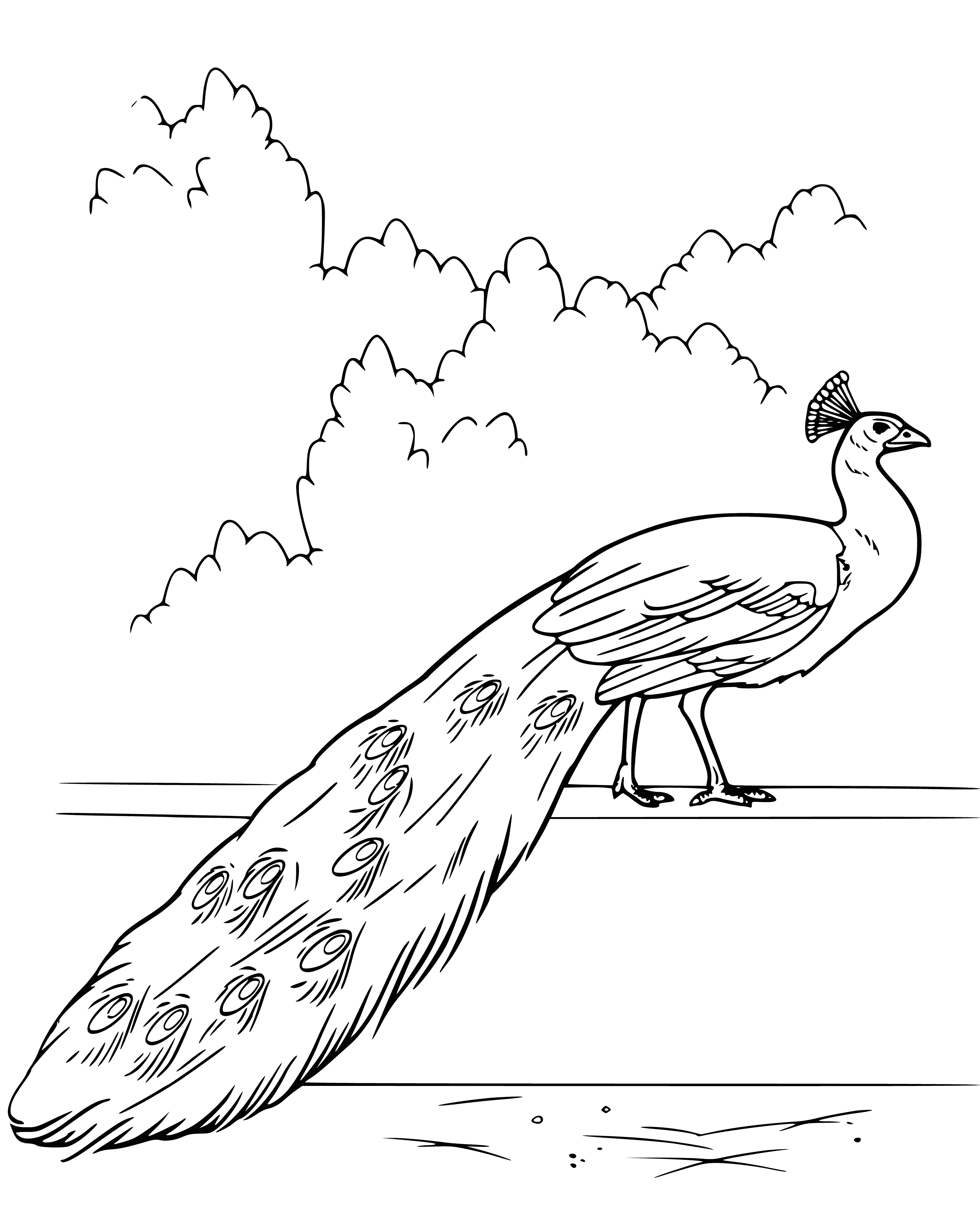 coloring page: A peacock is a brightly colored bird w/ long tail, neck, & big beak. Tail is big & fluffy, standing on a branch.