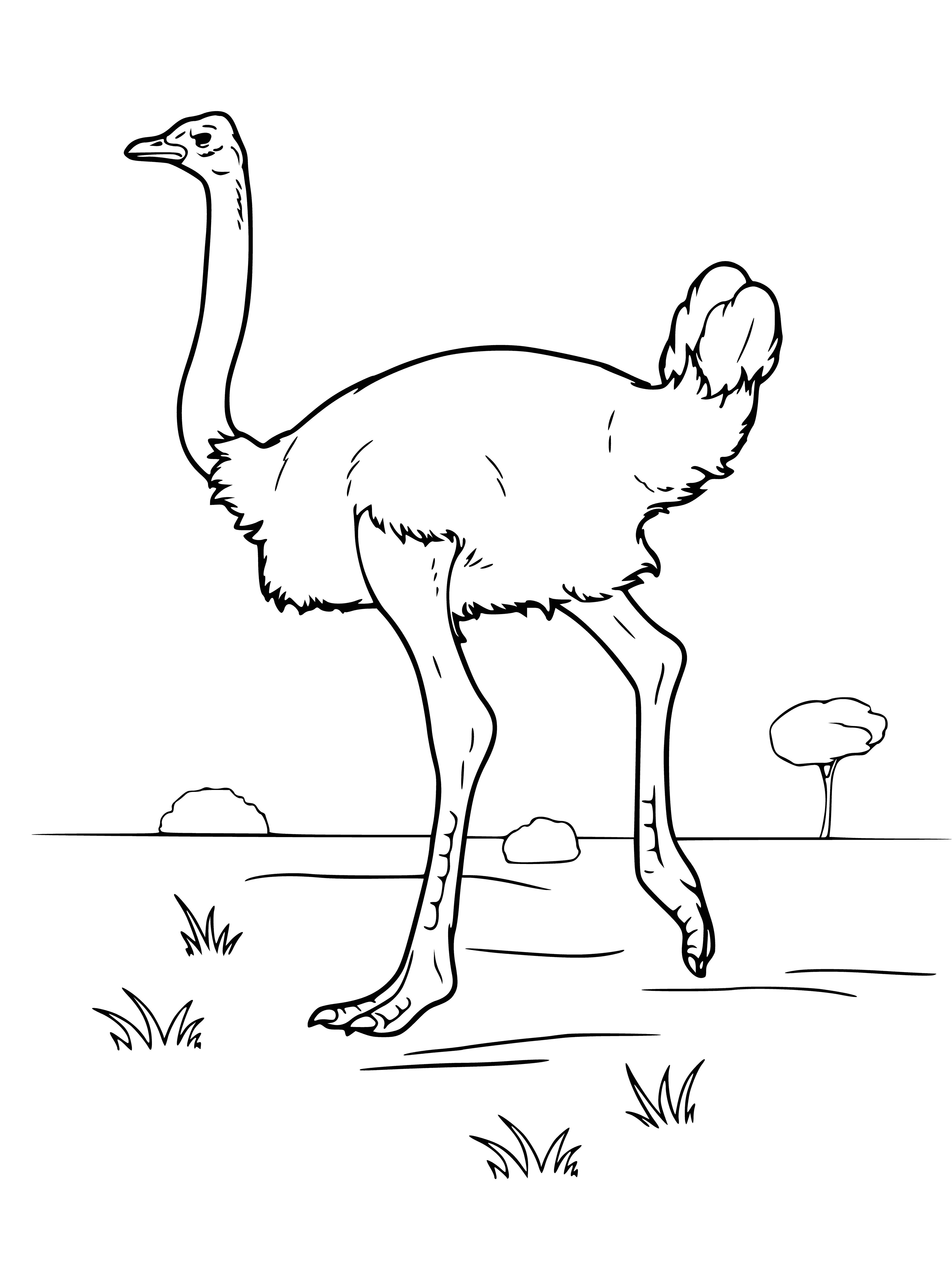 coloring page: Ostrich is largest bird native to Africa, growing up to 9ft tall. Brown & white with long legs & neck, and small head. Diet consists of plants & fruits.