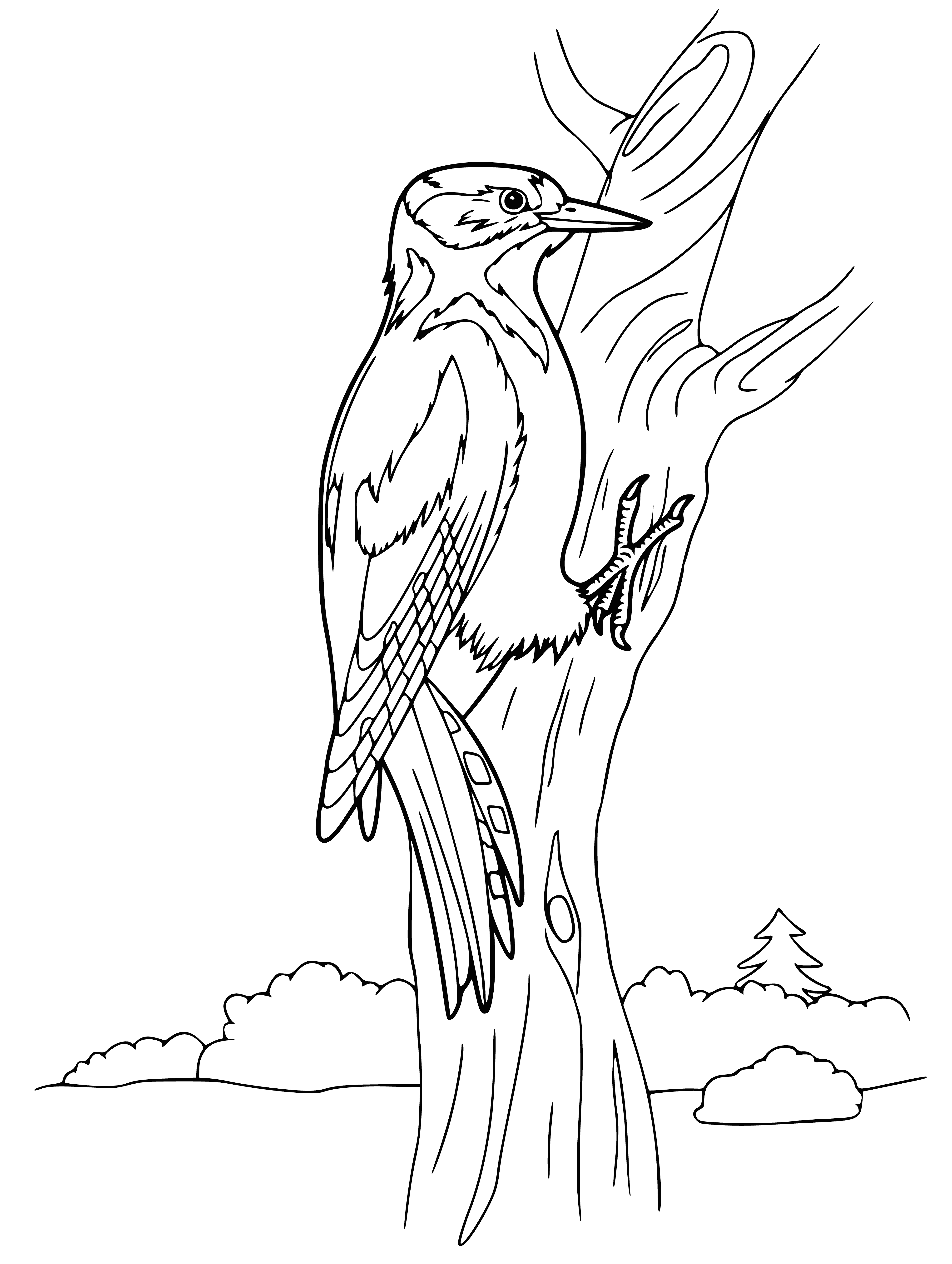 coloring page: Woodpecker has black eyes, white face, brown wings, and a long tail, as it hammers beak into tree and wraps its tongue around head.