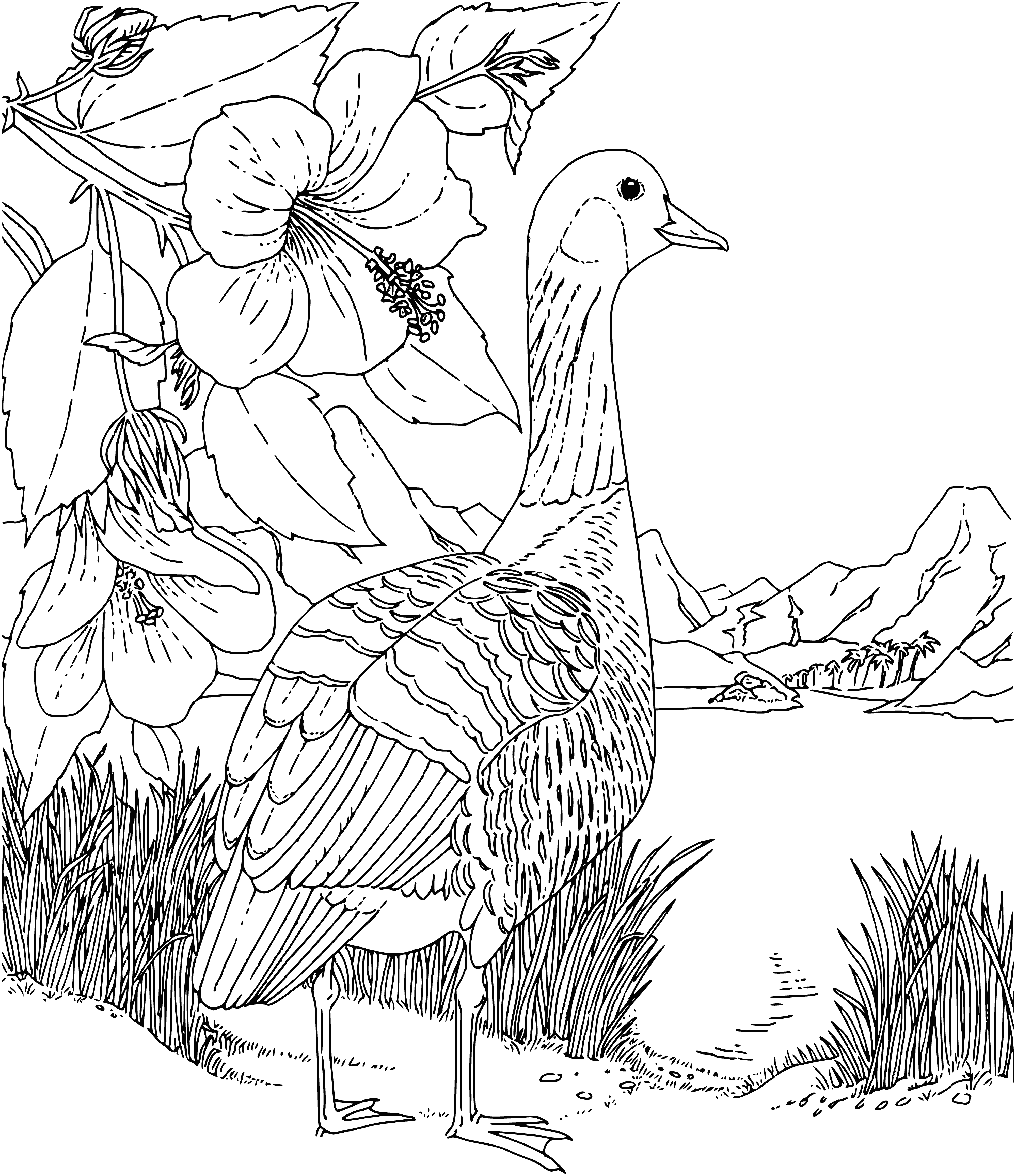 coloring page: Geese are large birds with long necks, webbed feet and gray or brown feathers. They eat plants and insects and live in wetland areas. #Birds #Facts