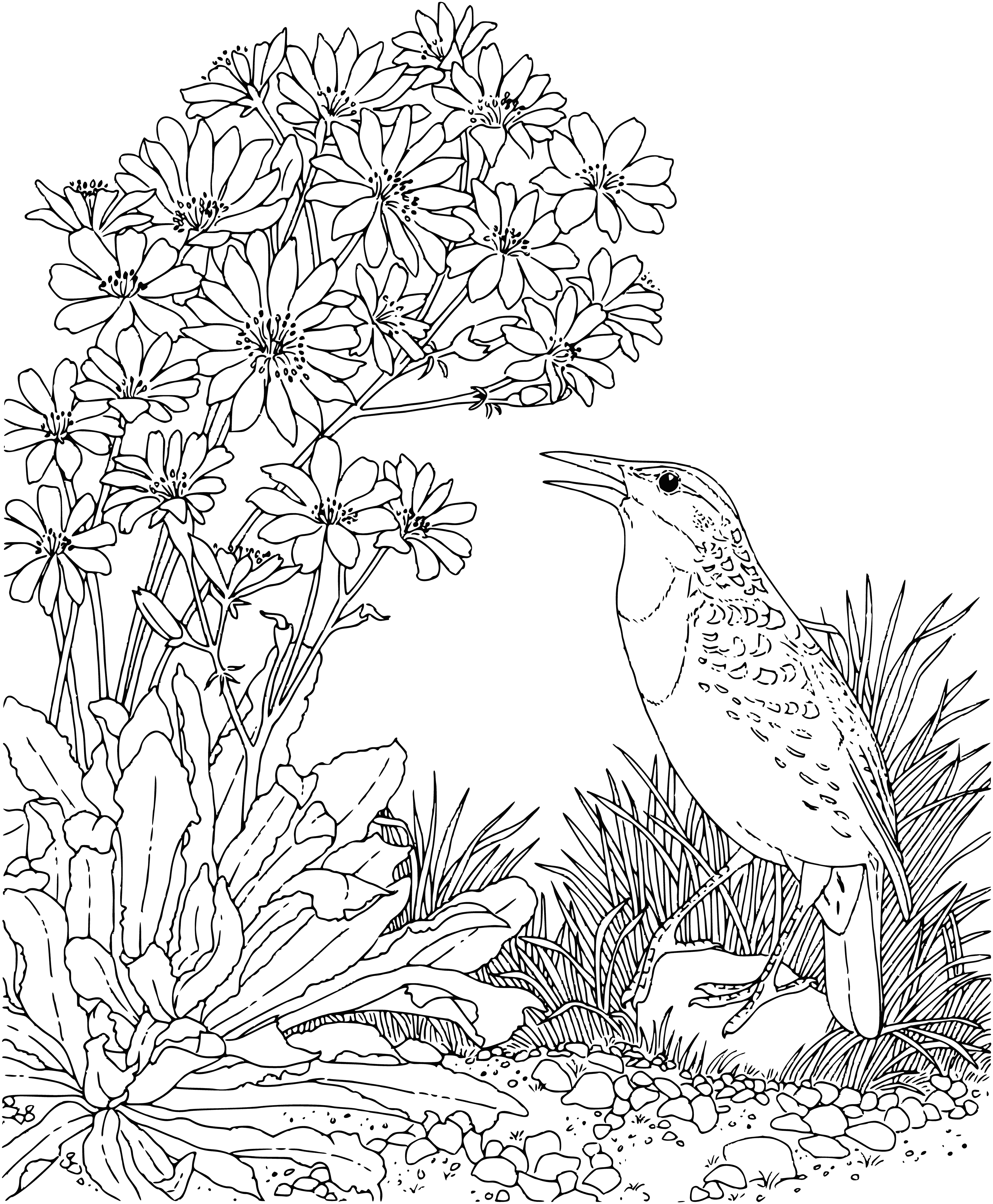 coloring page: Meadowlark is small-medium sized, brown w/black streaks, light brown belly w/dark streaks, "V" on forehead, yellow breast w/black "V", black beak. Found in fields/meadows, eats insects/seeds. #wildlifecoloring pagegraphy #nature