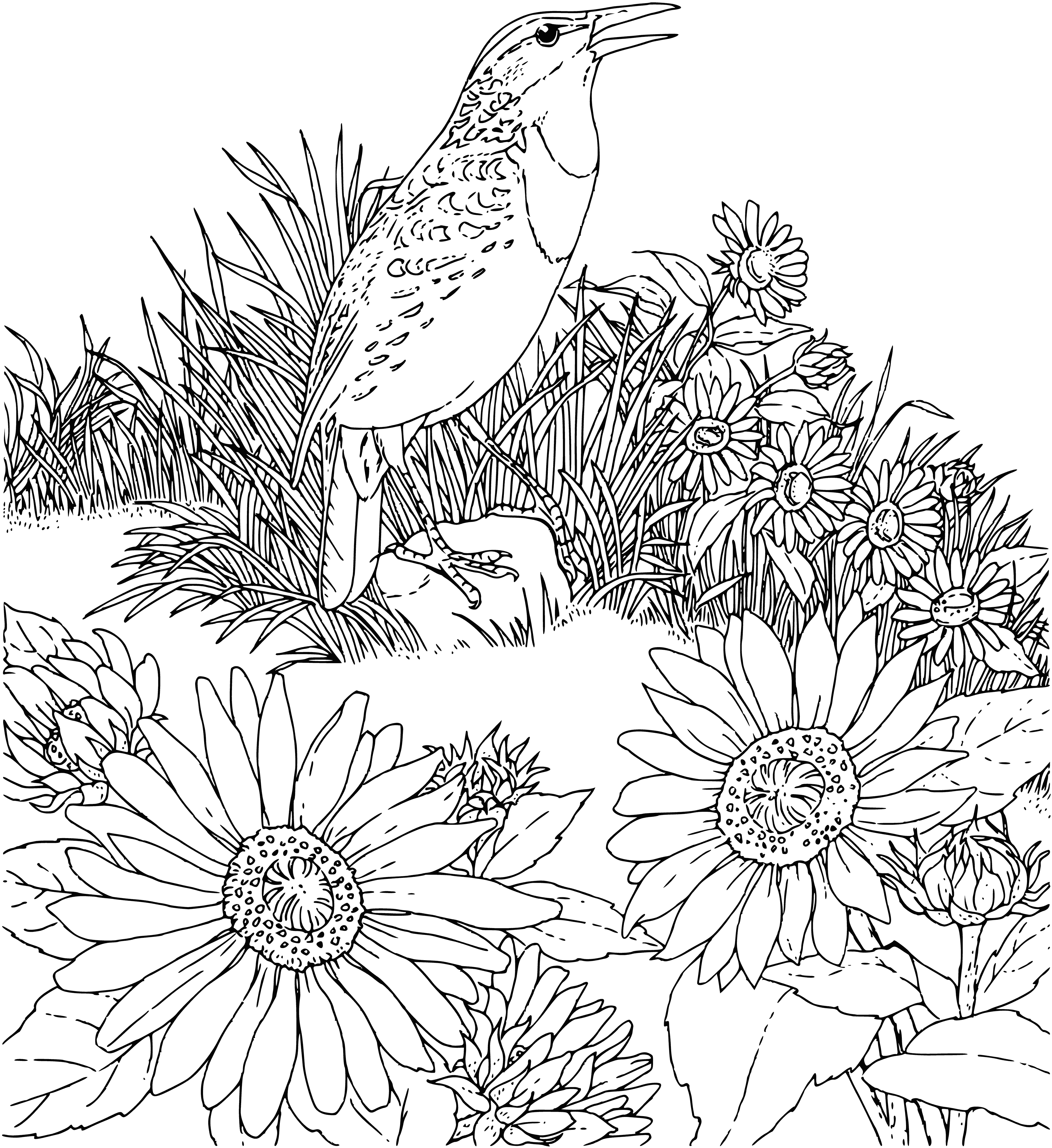 Lark coloring page