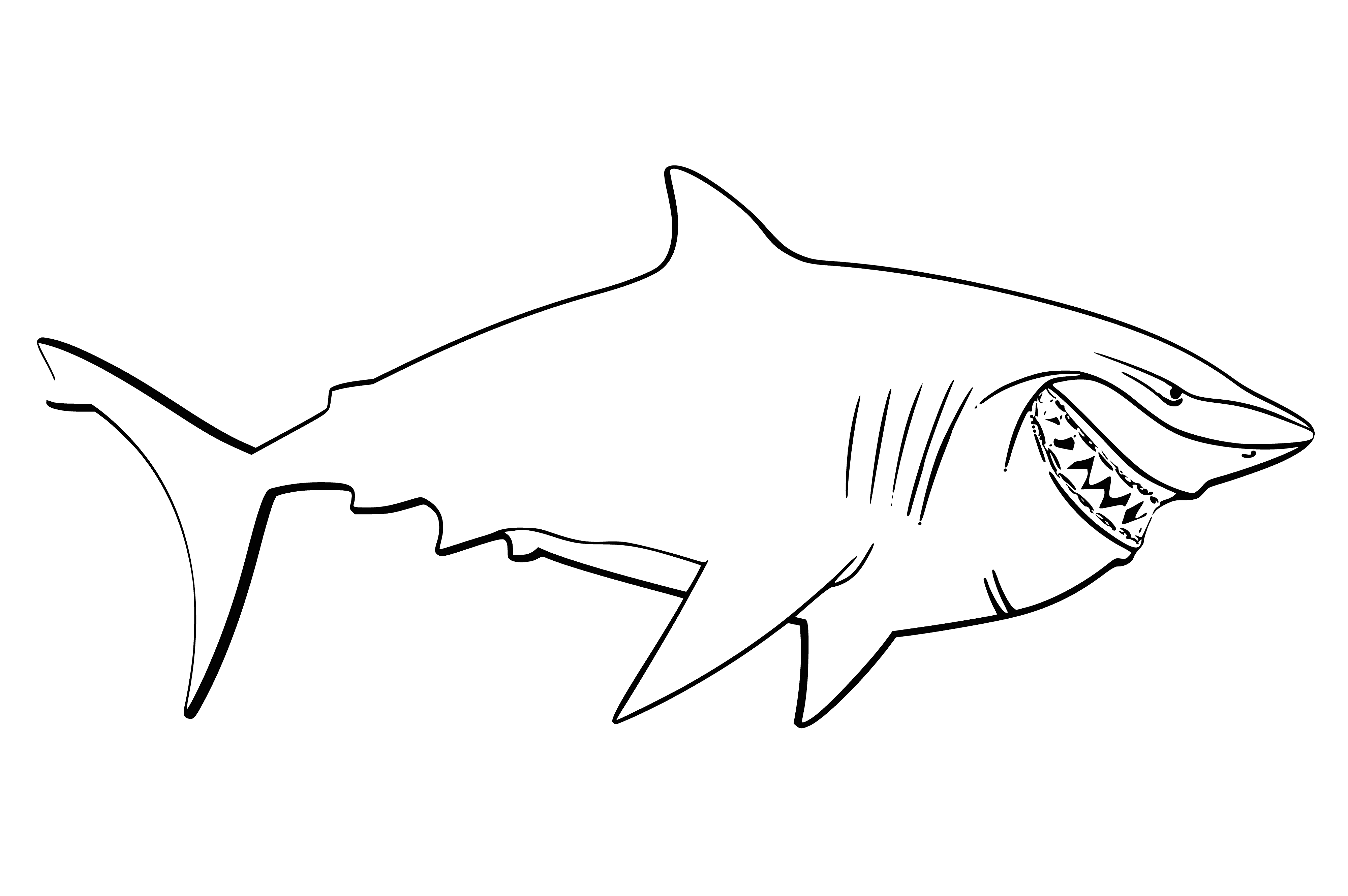 coloring page: A fierce grey shark with sharp teeth and dark fins swims towards the viewer with small black eyes.