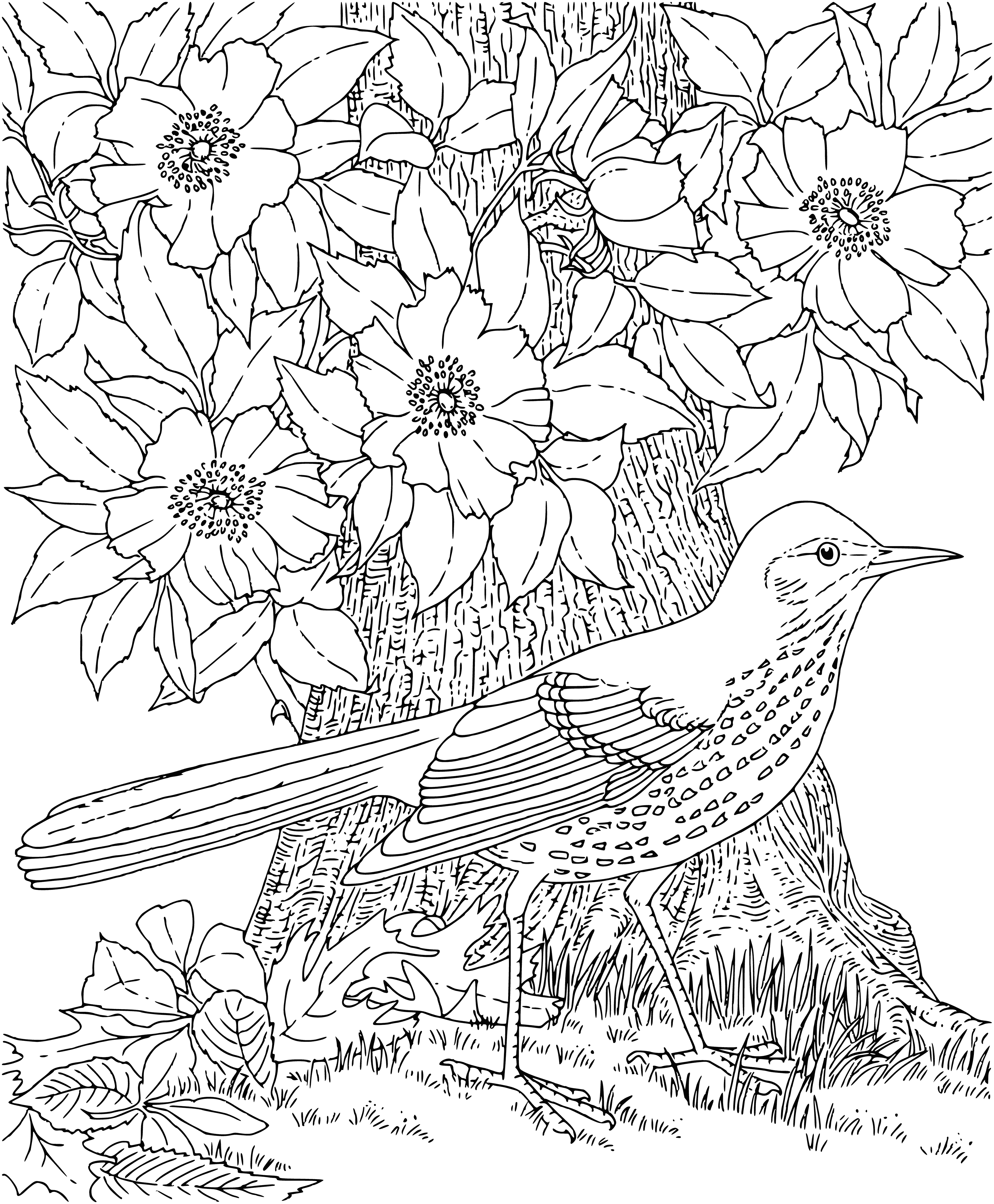 coloring page: Bird perched on branch with checkerboard back, black and white striped tail and small black eyes. #birdwatching