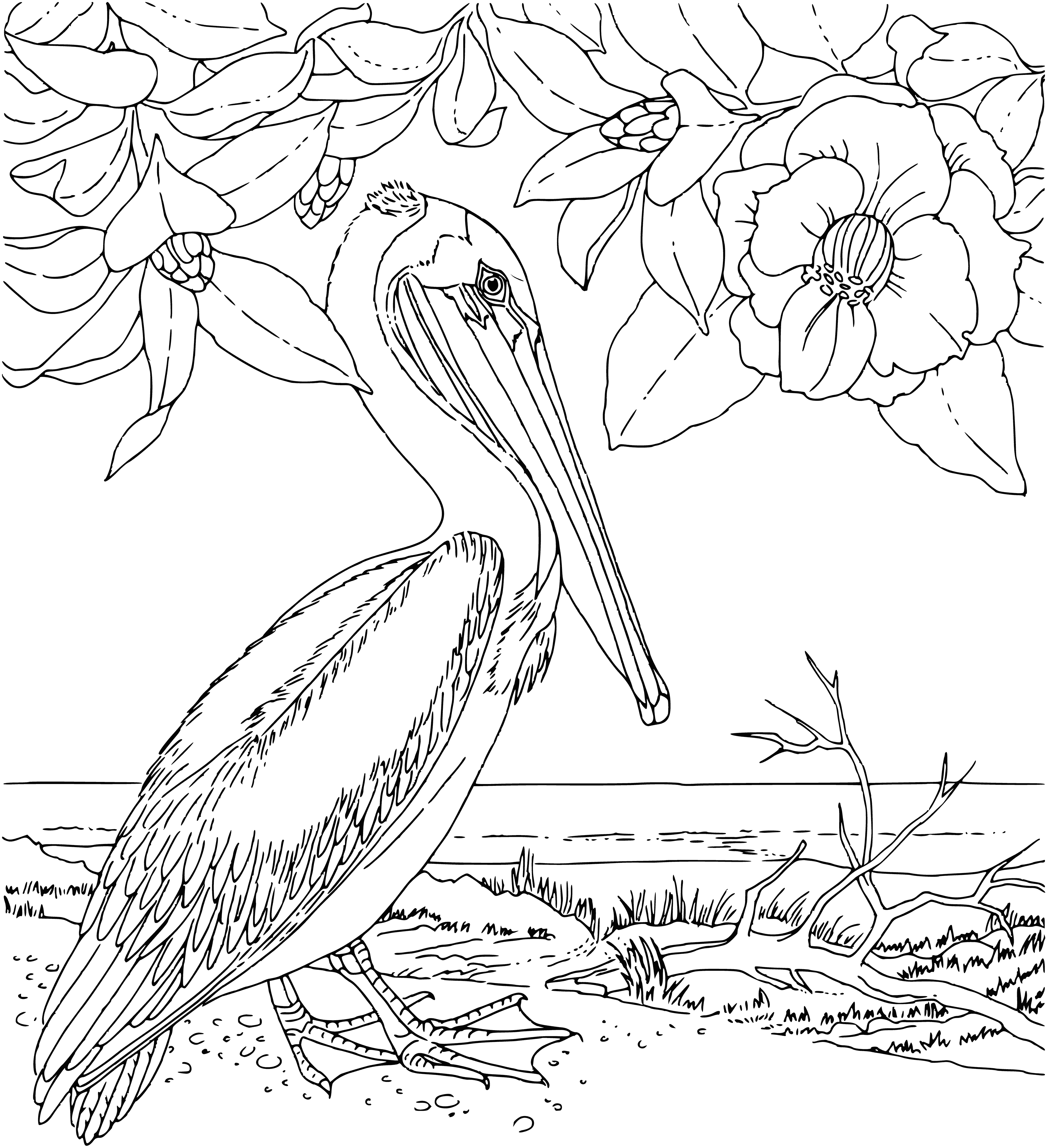 coloring page: Large white bird with black-tipped wings stands on a rock in the water. Long neck, bill, and webbed feet.