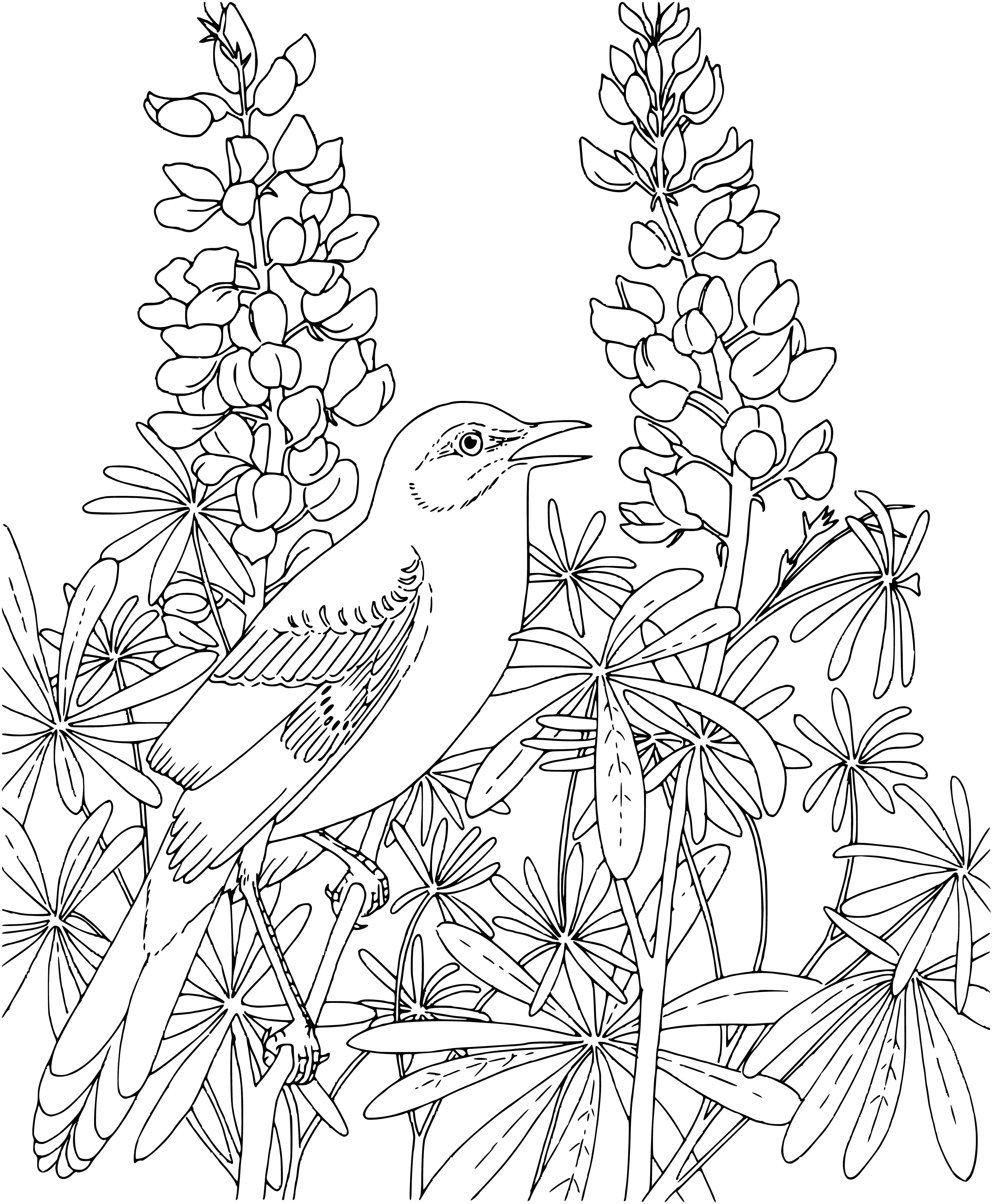 coloring page: Grey bird with white markings and curved beak sitting on branch in tree with long tail.