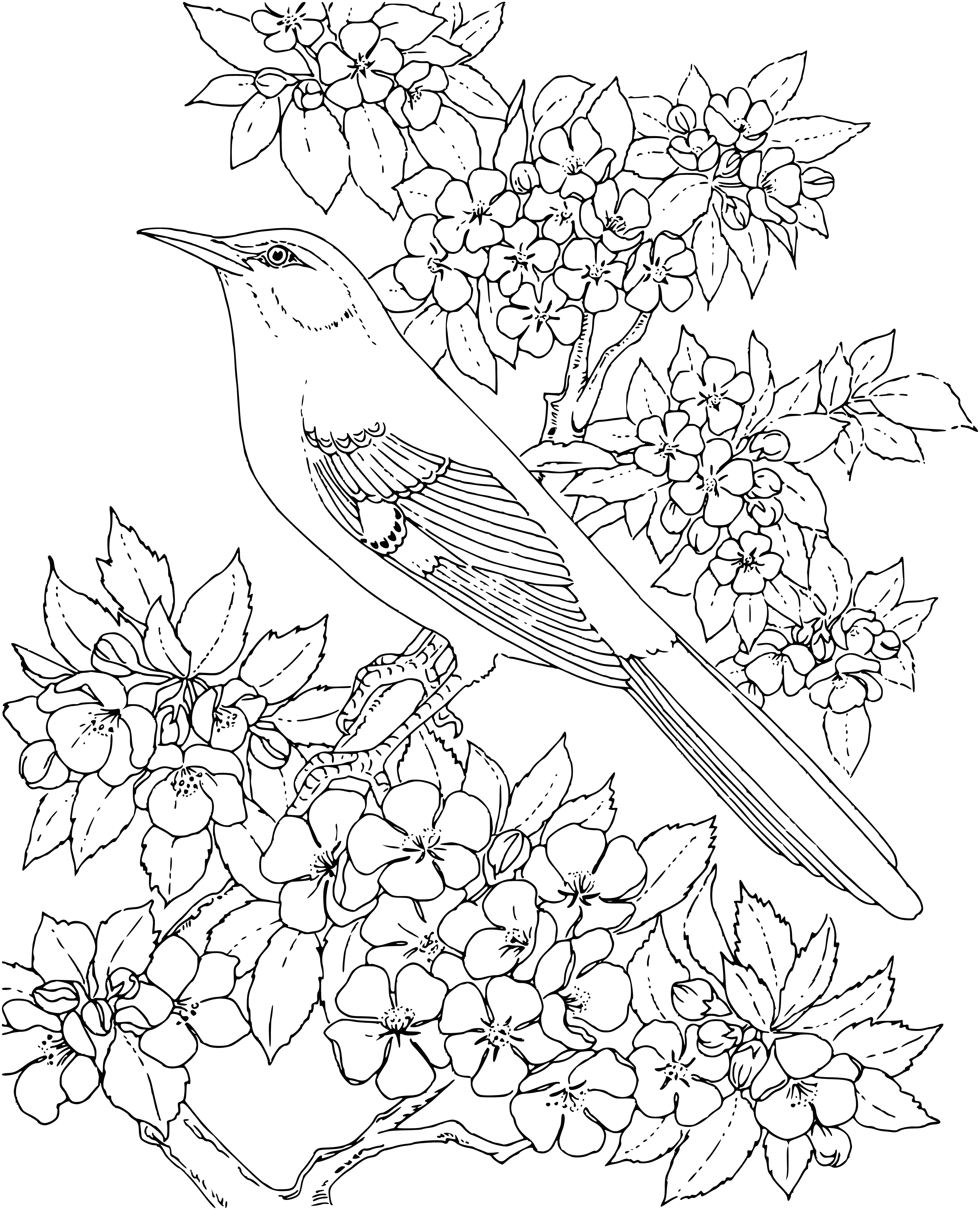 coloring page: A small bird with gray feathers and a black cap is perched on a branch with its long tail dangling.