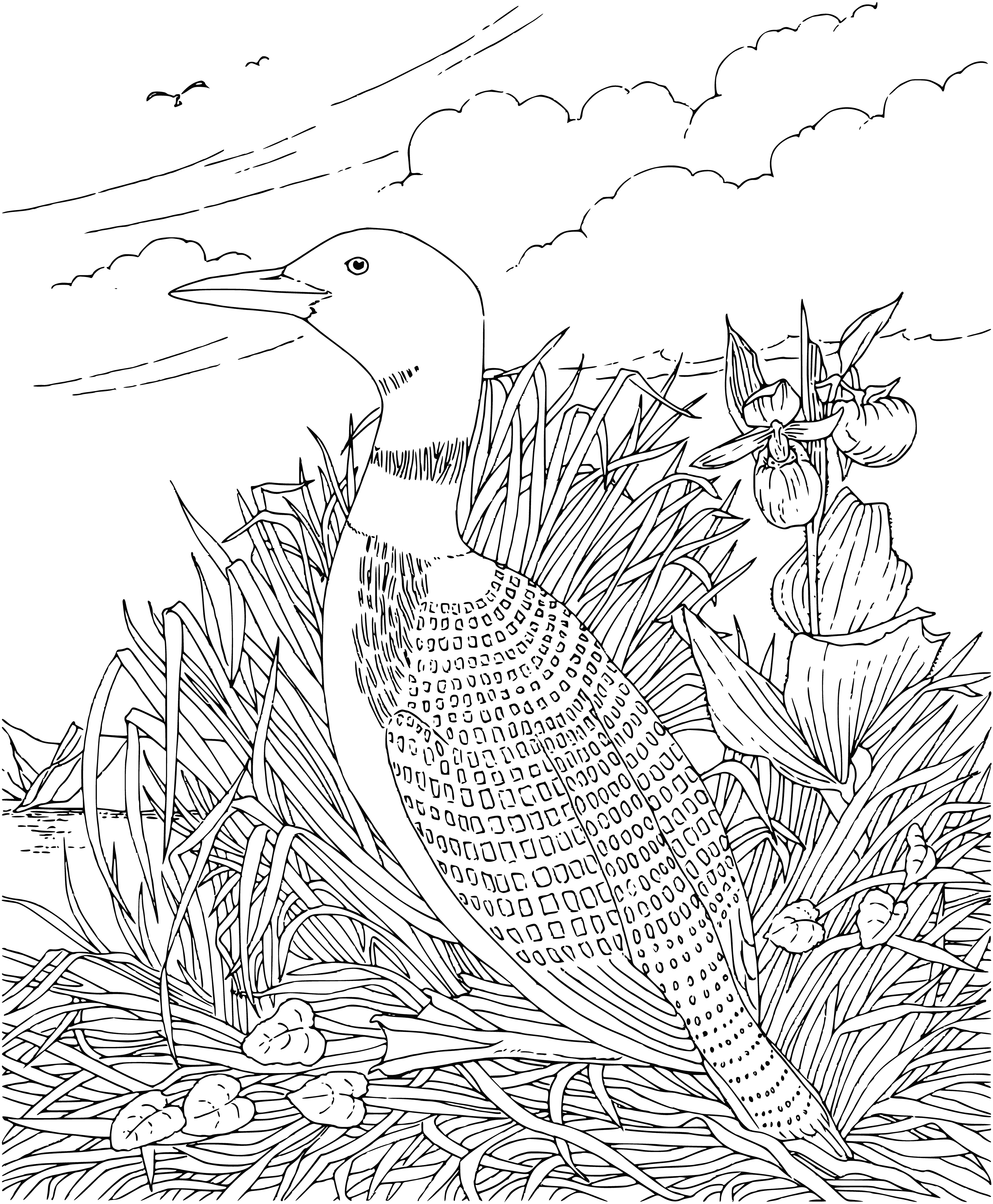 coloring page: Two waterbirds - one swimming, one standing - w/ black & white feathers. One has black head & back, the other white. White feathers on first reflect water. #nature