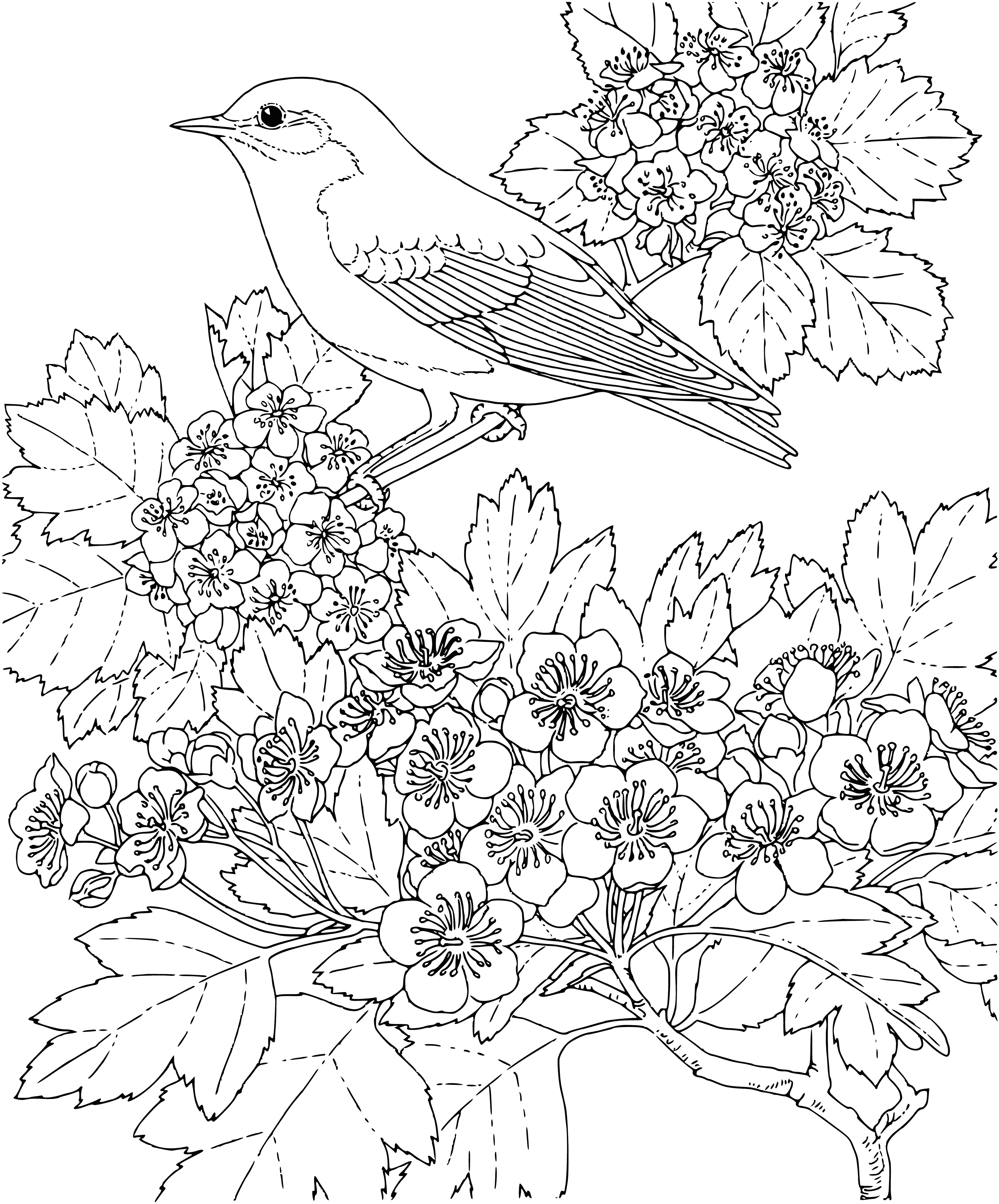 coloring page: Small bird w/ long beak, brown body & white stomach perched on branch; black eyes.