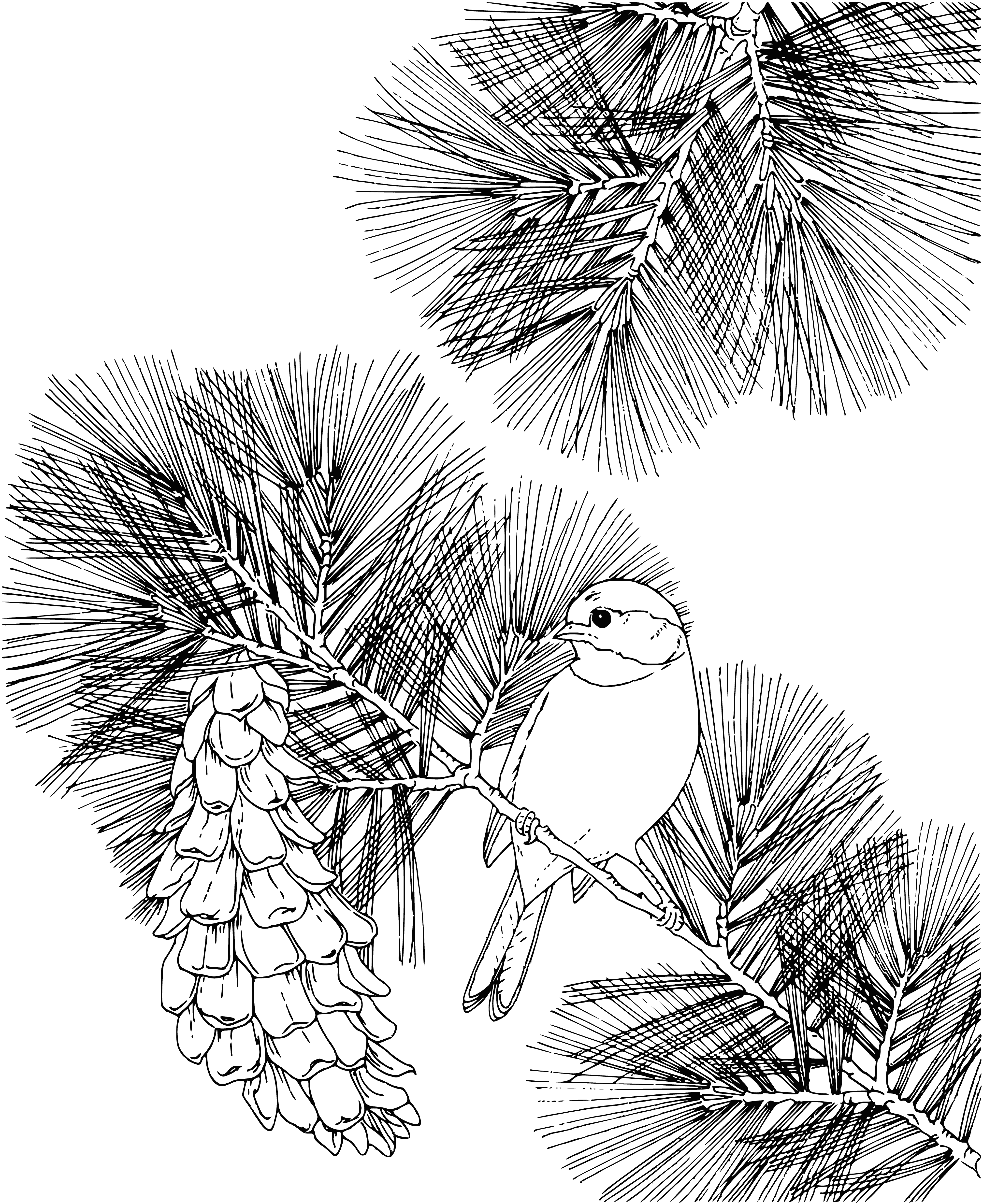 coloring page: 3 different birds featured on a bird feeder suspended from a tree branch. Brown, black & white, yellow birds all eagerly looking towards the seed dispenser.