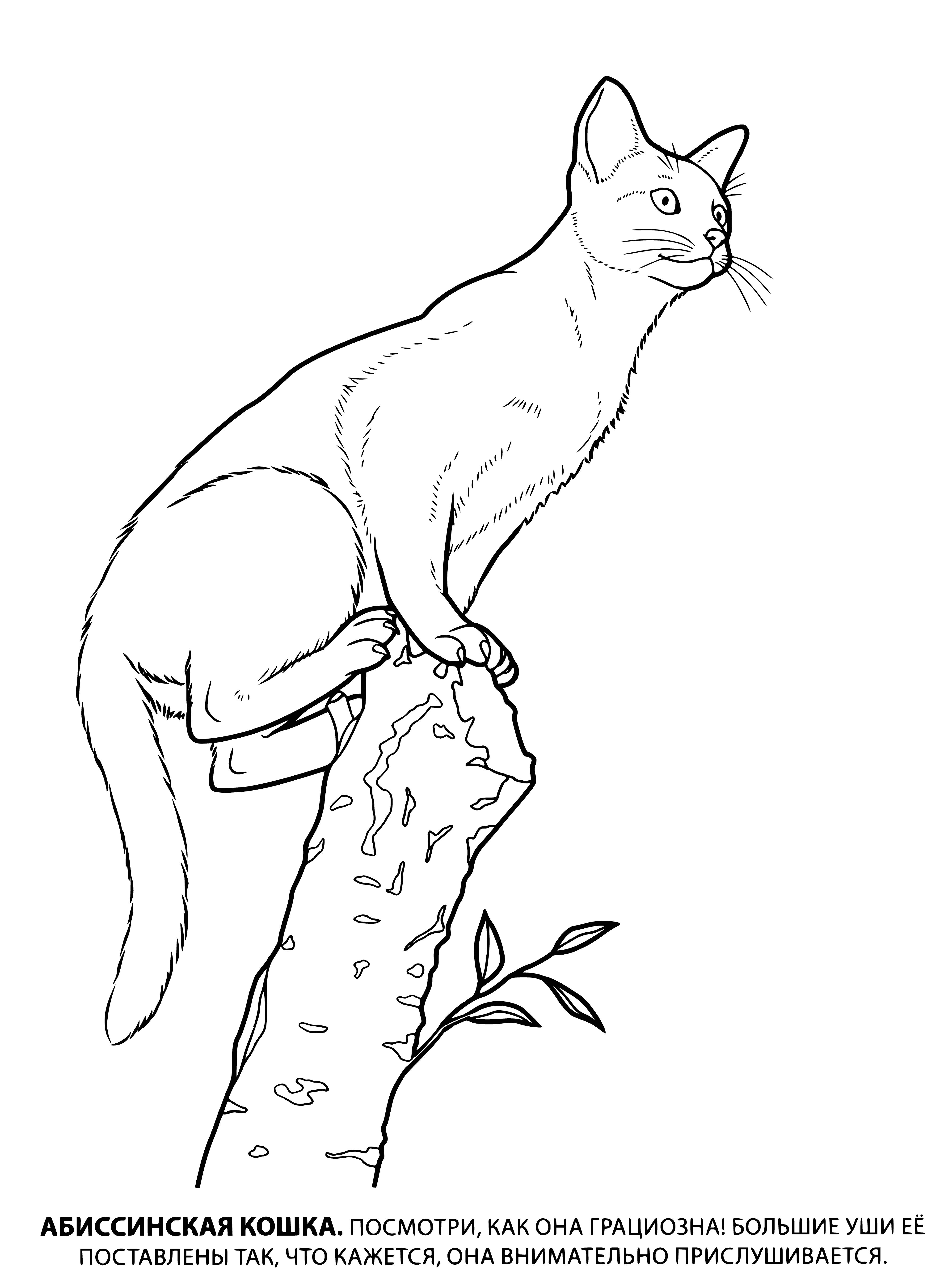 coloring page: This medium-sized, short-haired cat has a pointy-eared, wedge-shaped head and a ruddy coat with dark brown stripes.