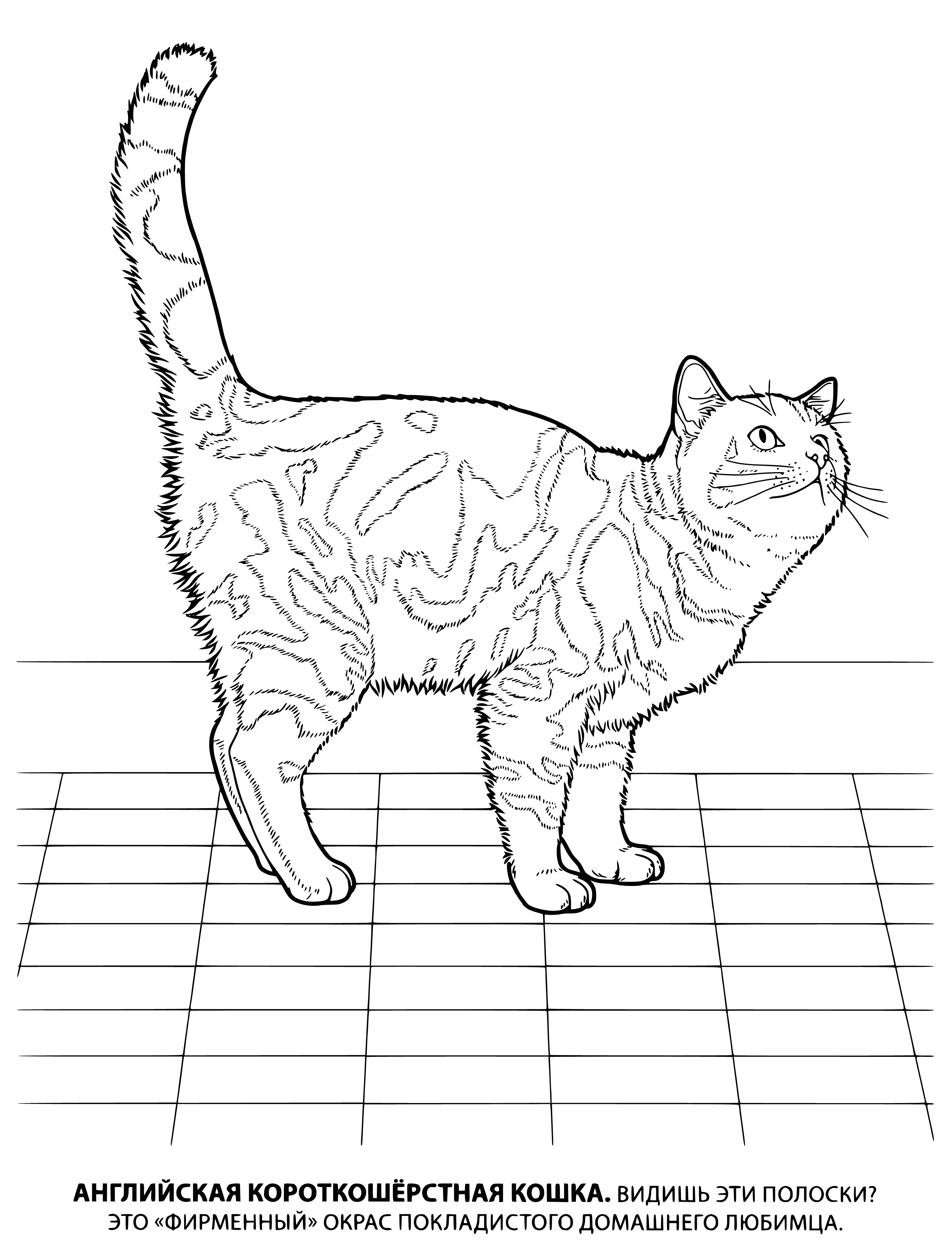 coloring page: Cat sits on white surface with short-haired gray fur,green eyes,fluffy tail,erect ears & slender neck.