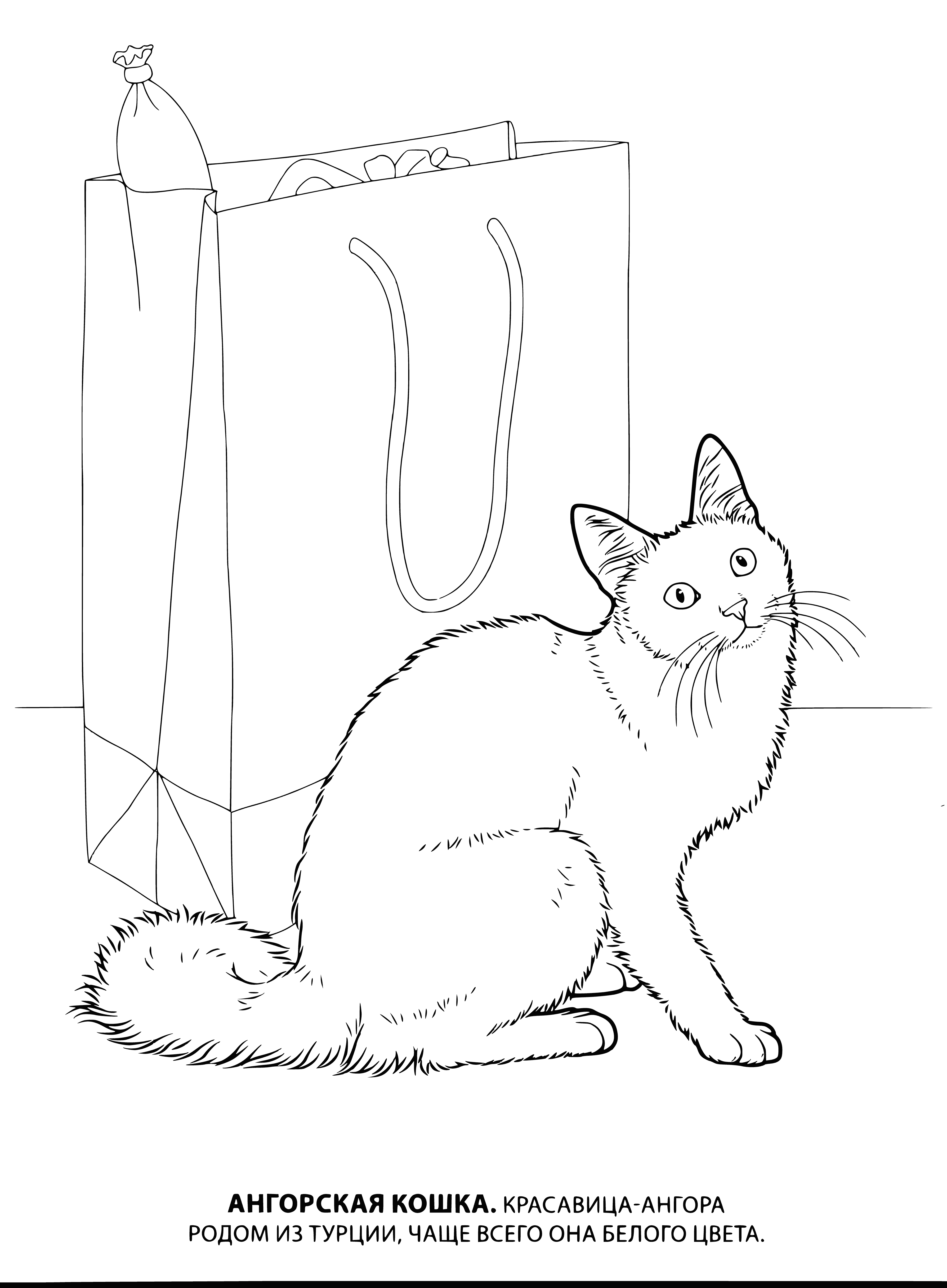 coloring page: => Angora cat: medium-sized, long, fluffy fur; pointed face, white fur w/black markings.